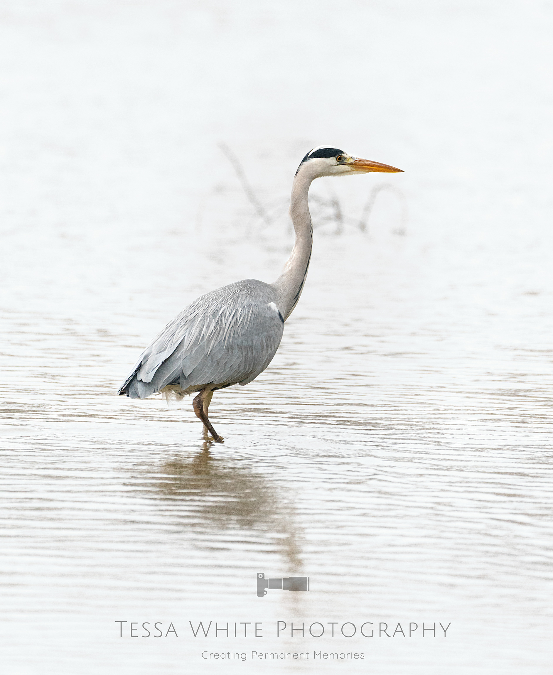 WL035   Grey Heron, River Stour Dorset