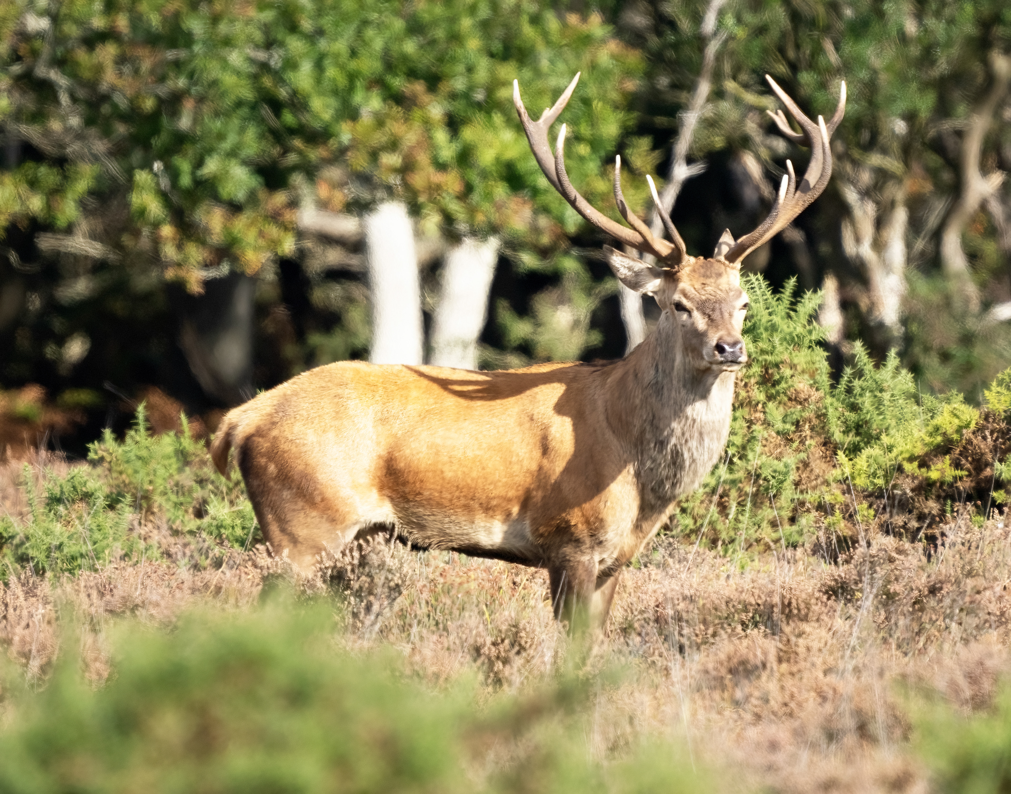 Red Deer