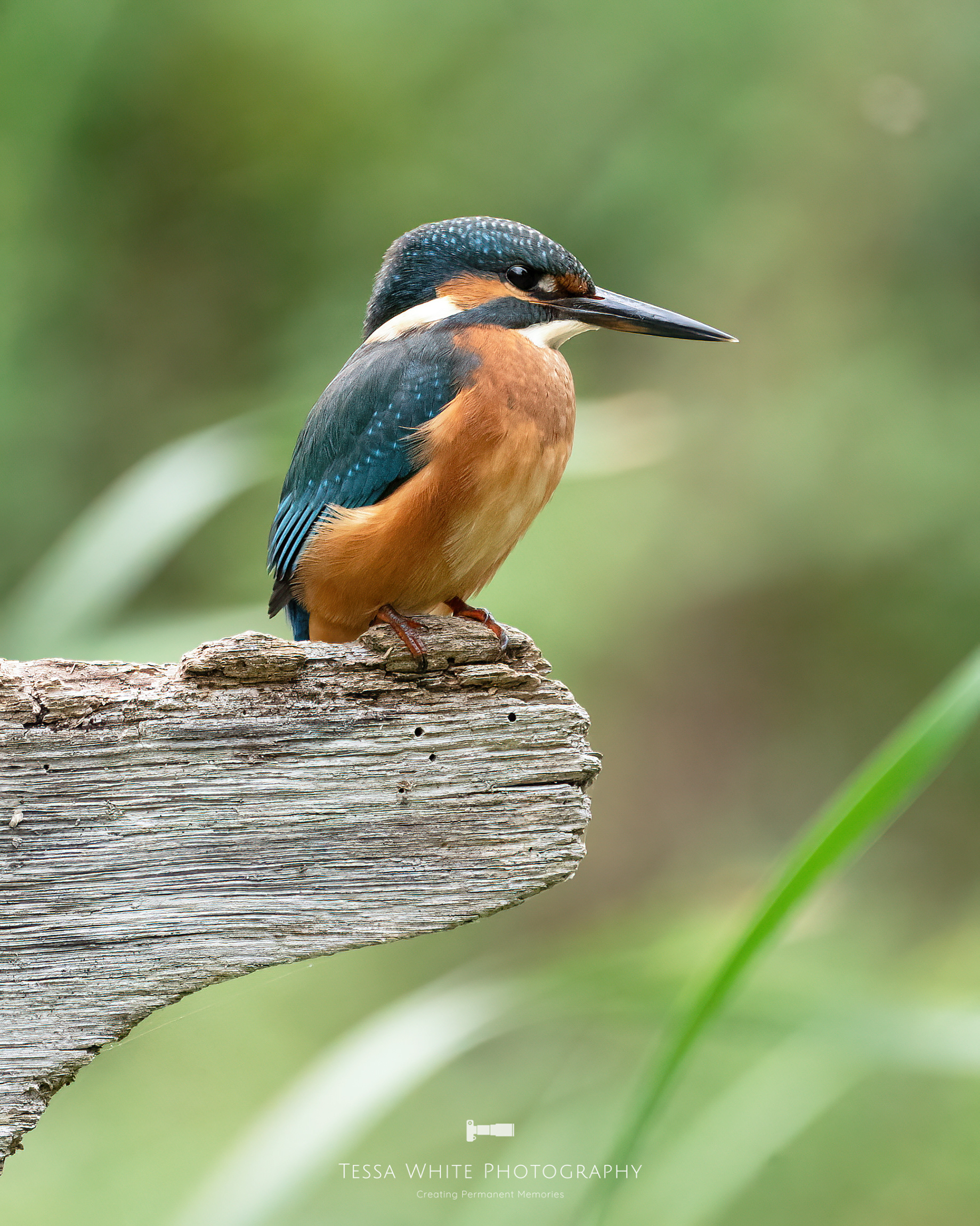 WL112 Kingfisher