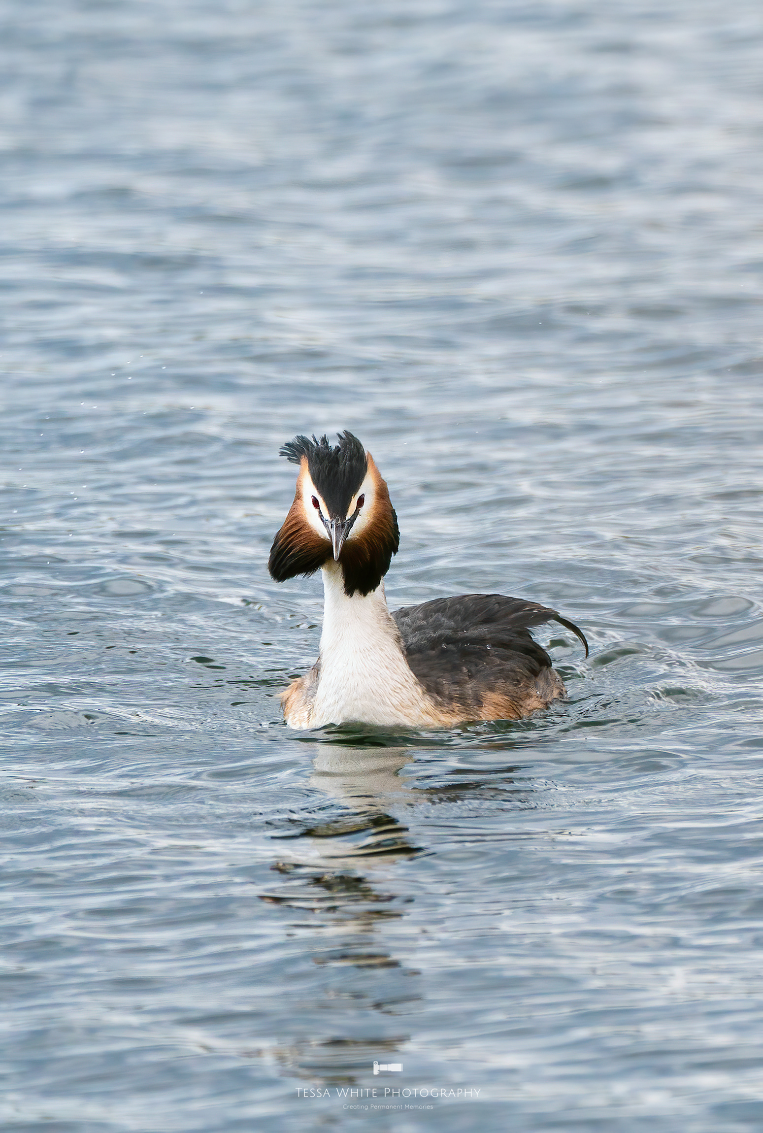 Great Crested Grebe