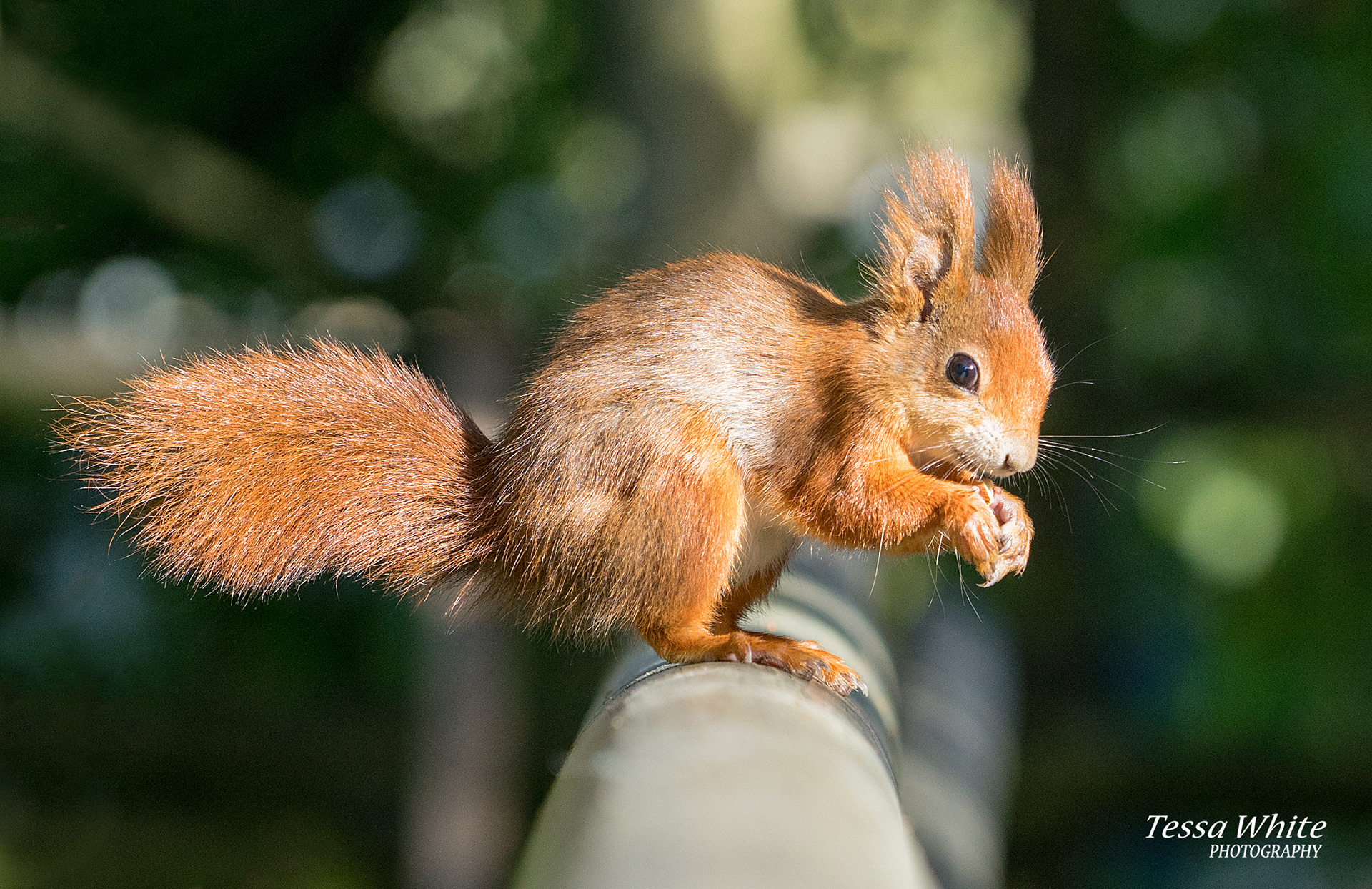 WL004   Red Squirrel