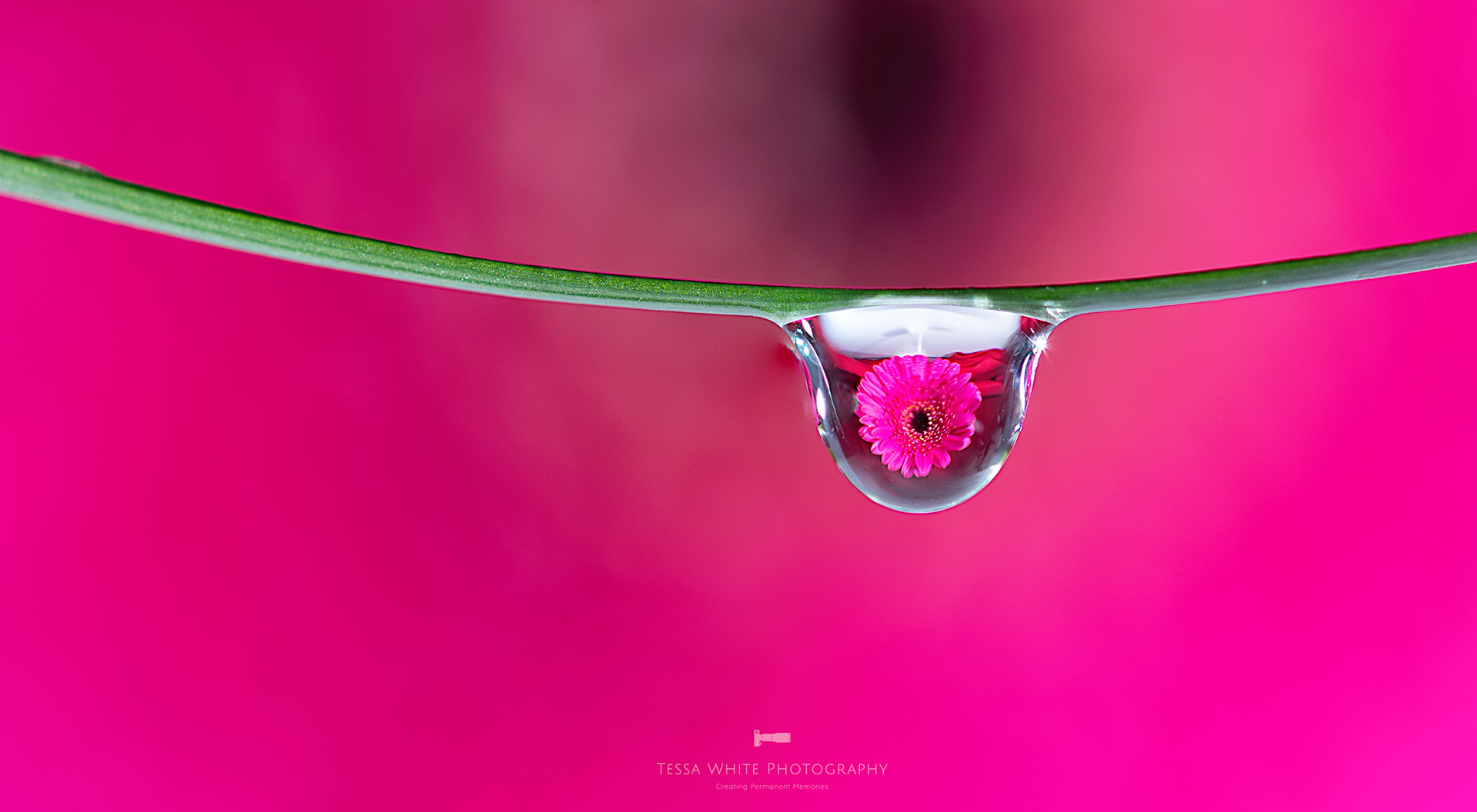 S023 Gerbera in a drip