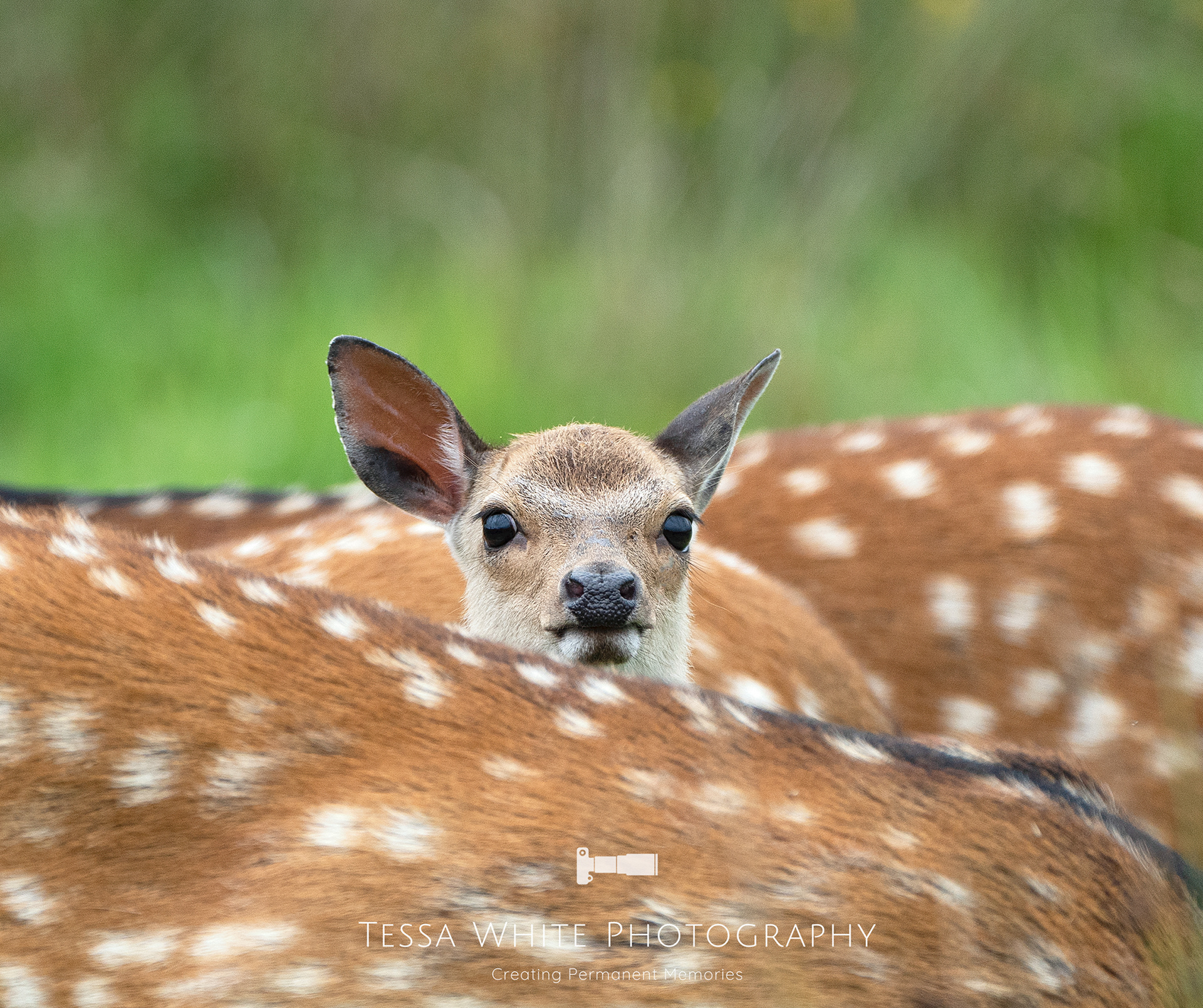 WL016    Sika Deer