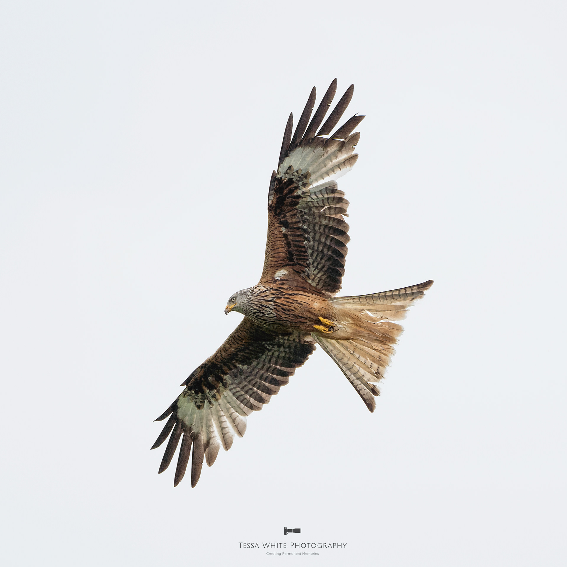 WL101 Red Kite