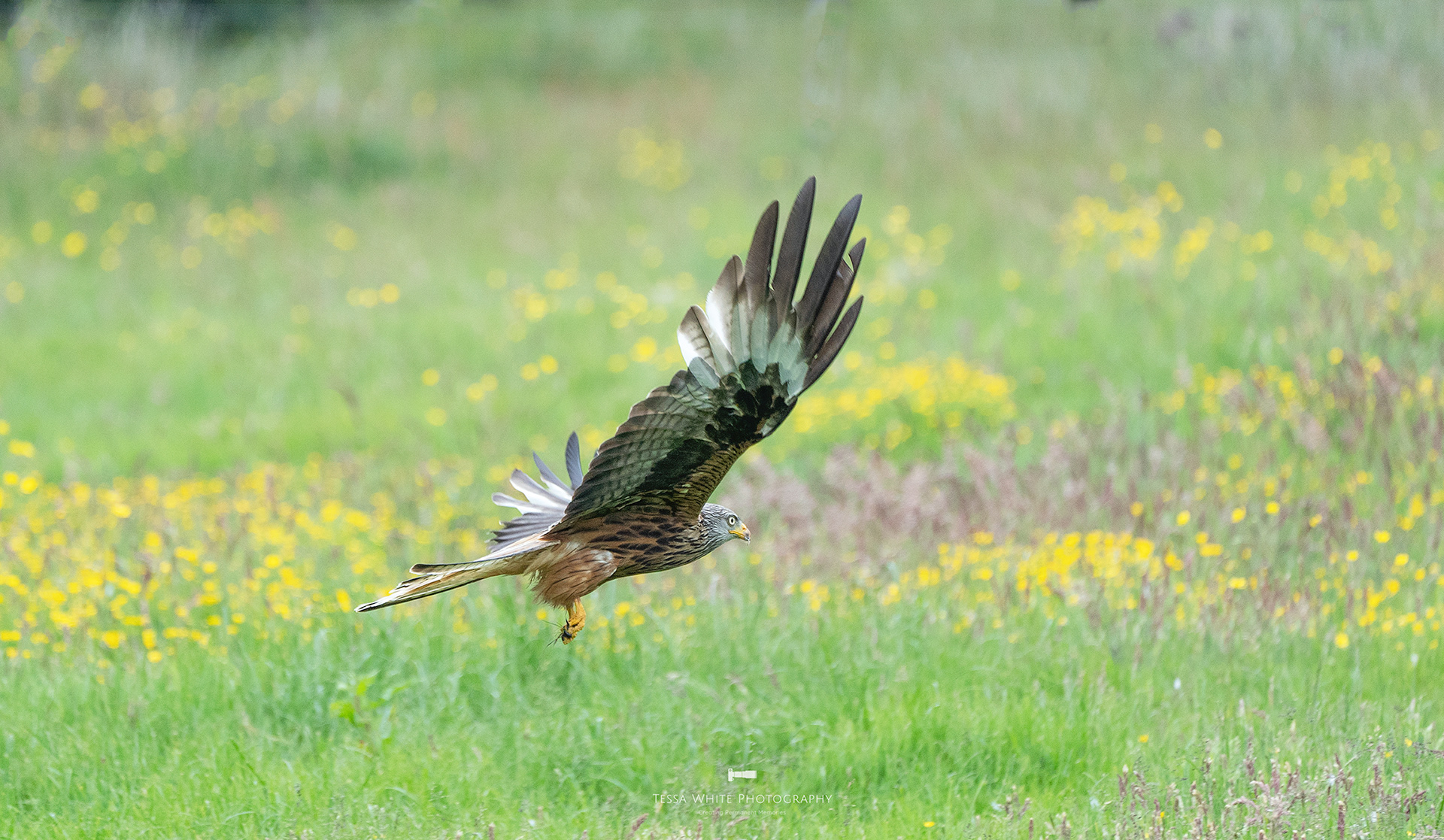WL097 Red Kite