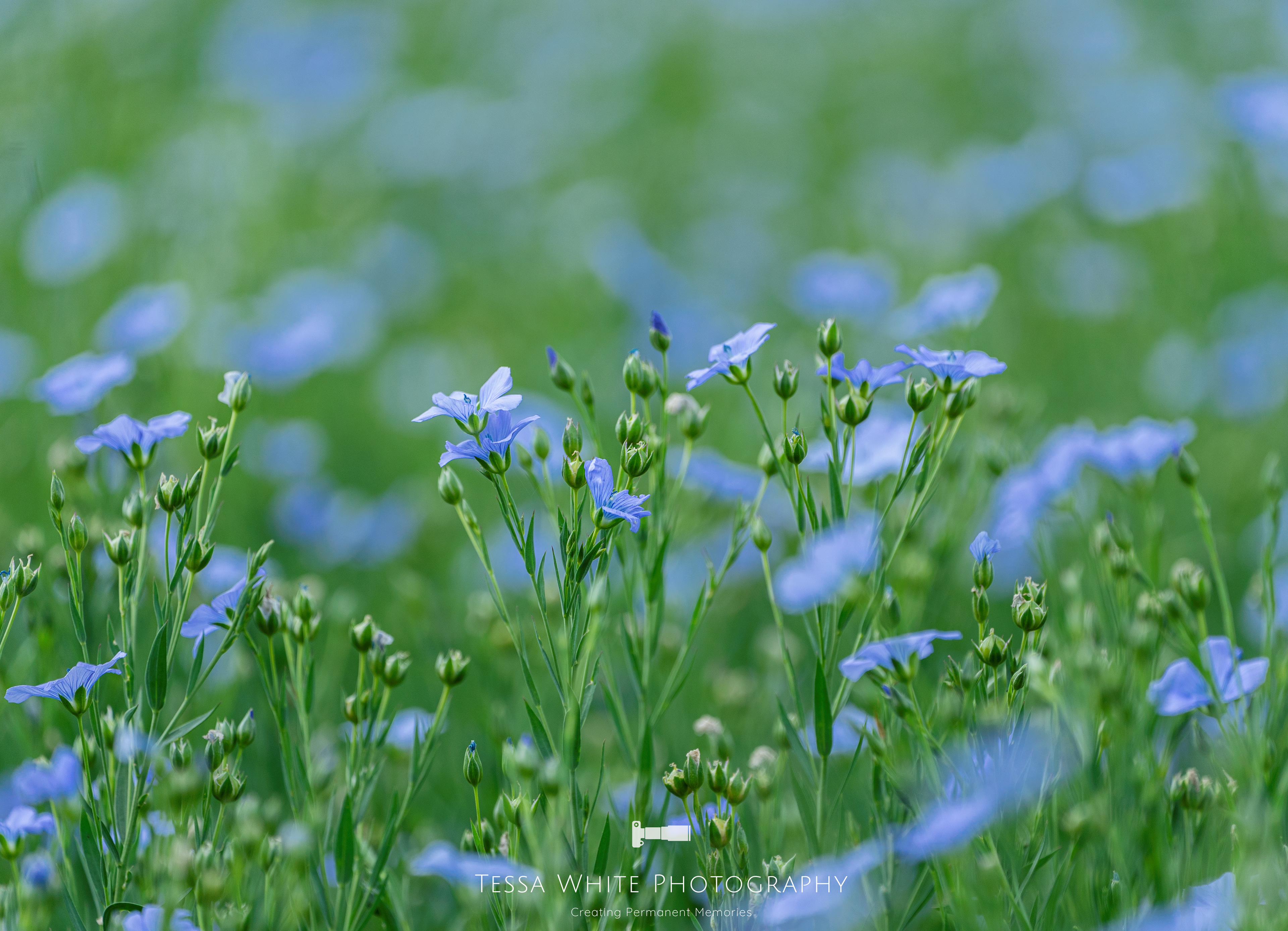 F013     Flax