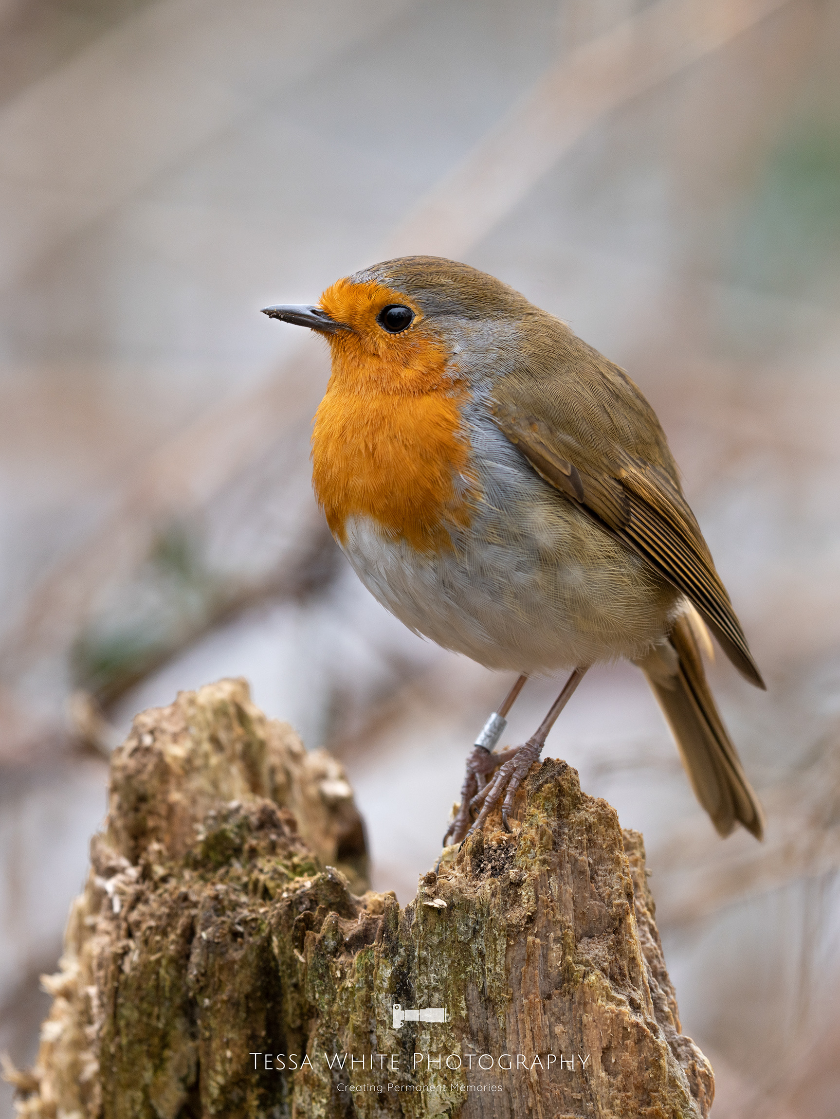 Robin