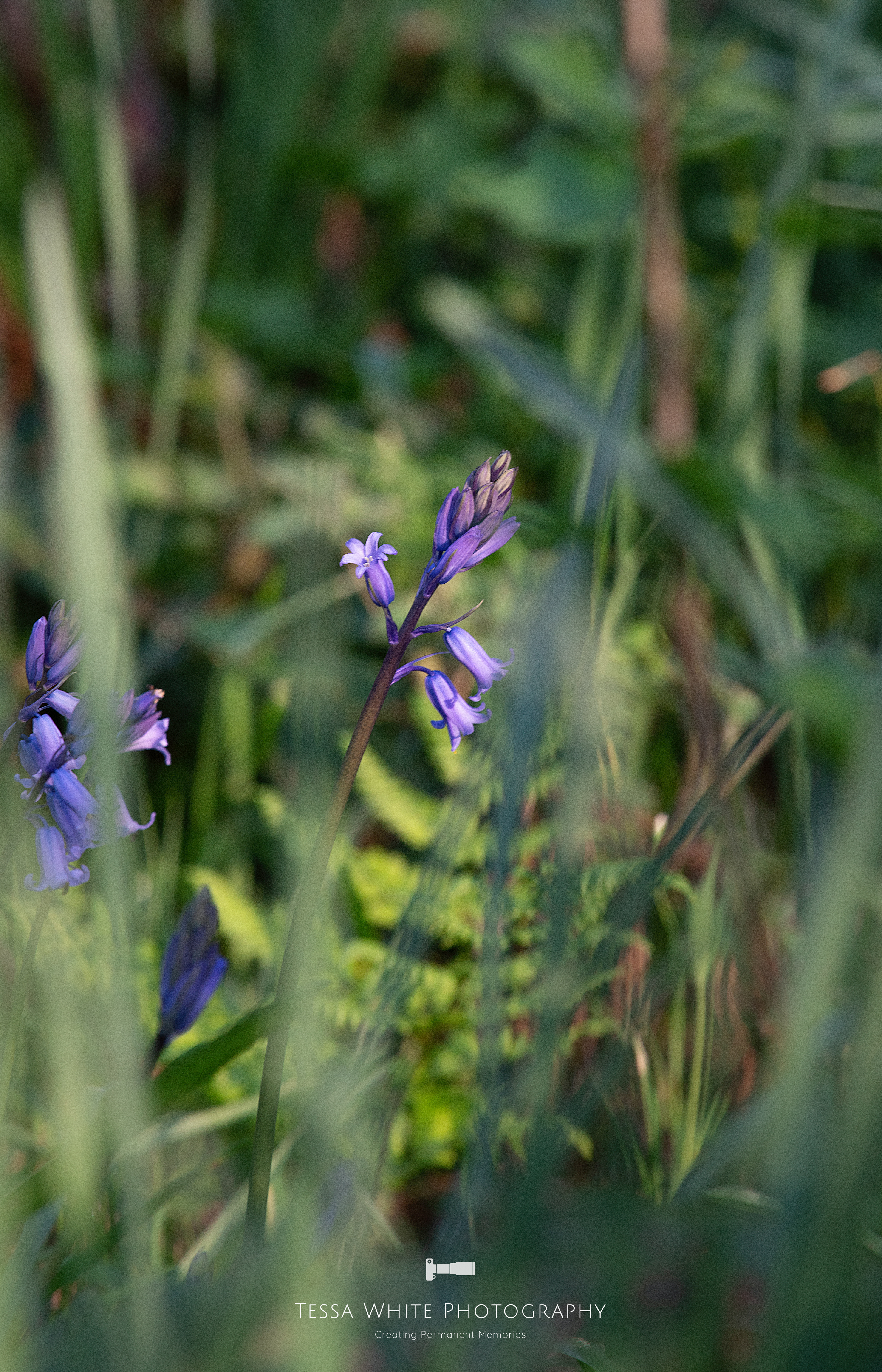 F008   Bluebell
