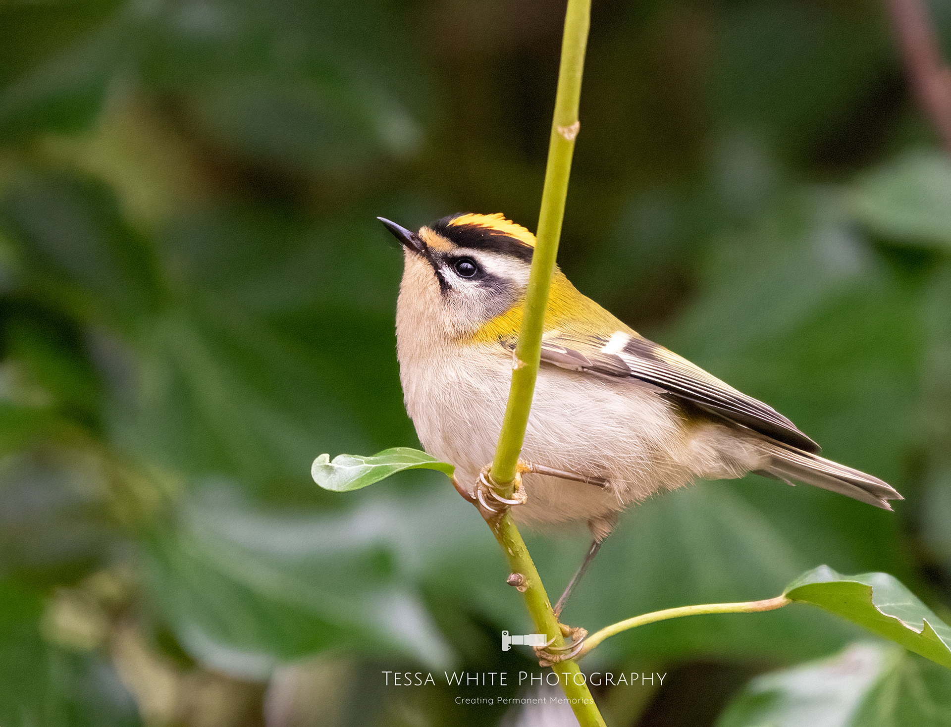 Fire Crest