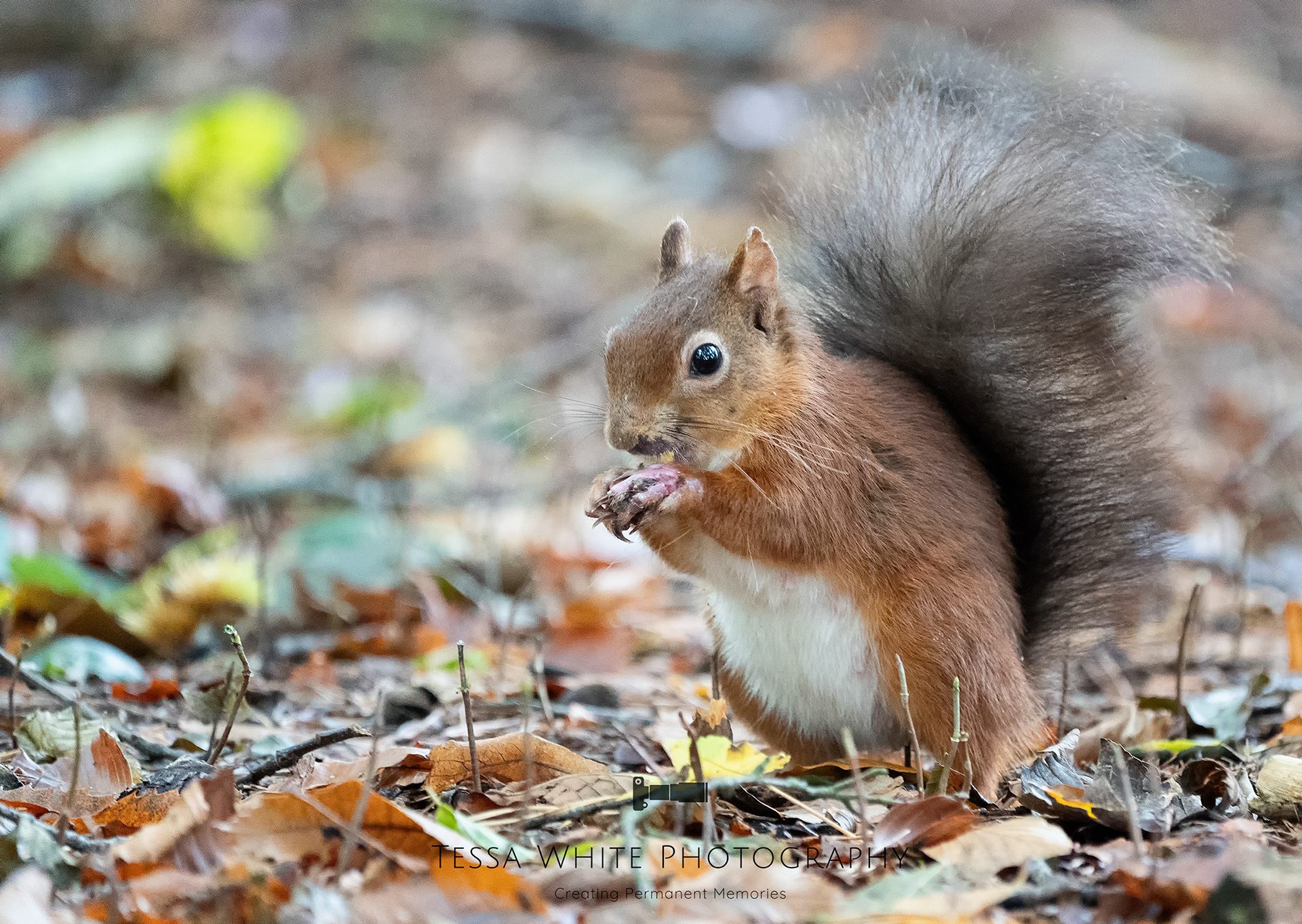 WL 027   Red Squirrel, Brownsea Island, Dorset