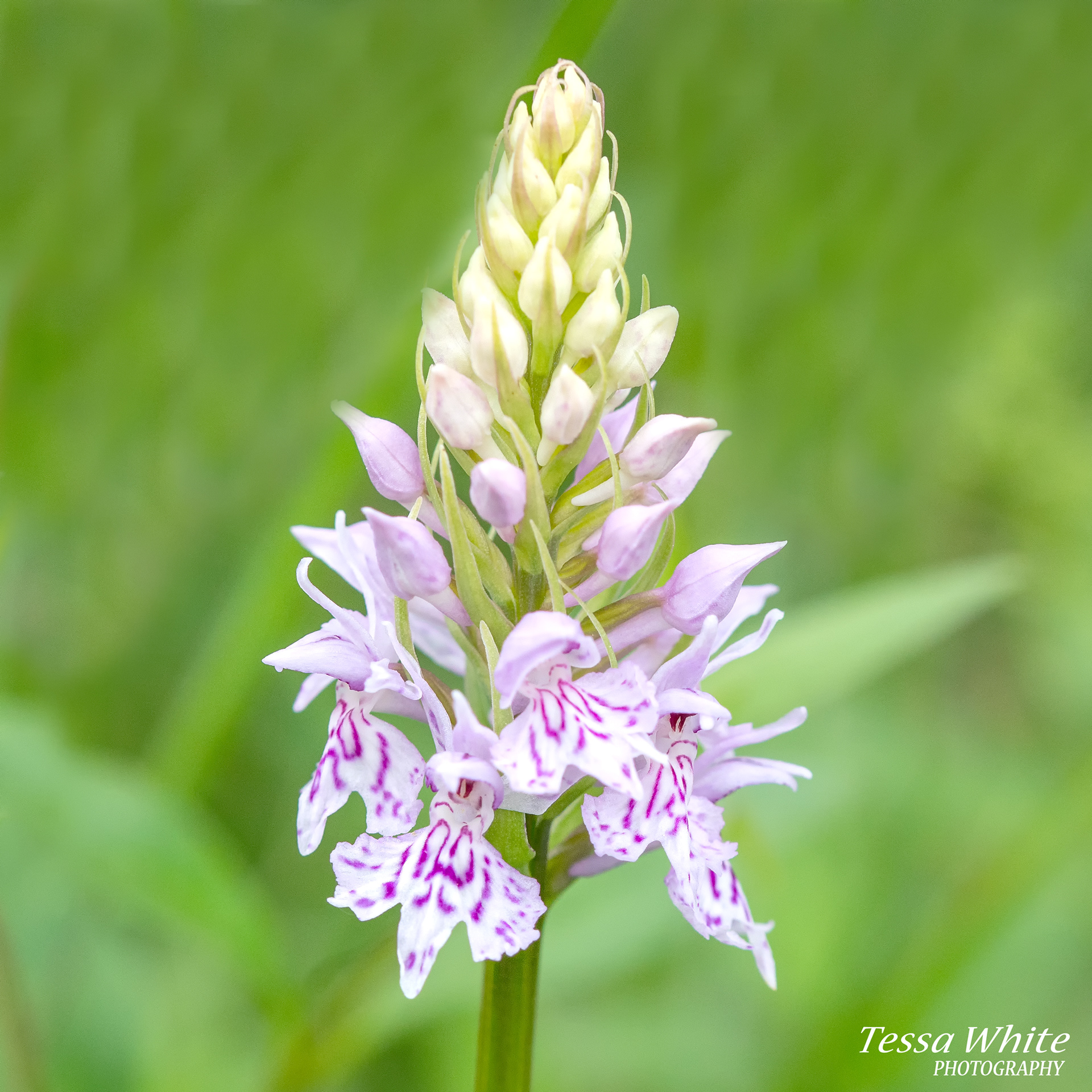 F010   Common Spotted Orchid