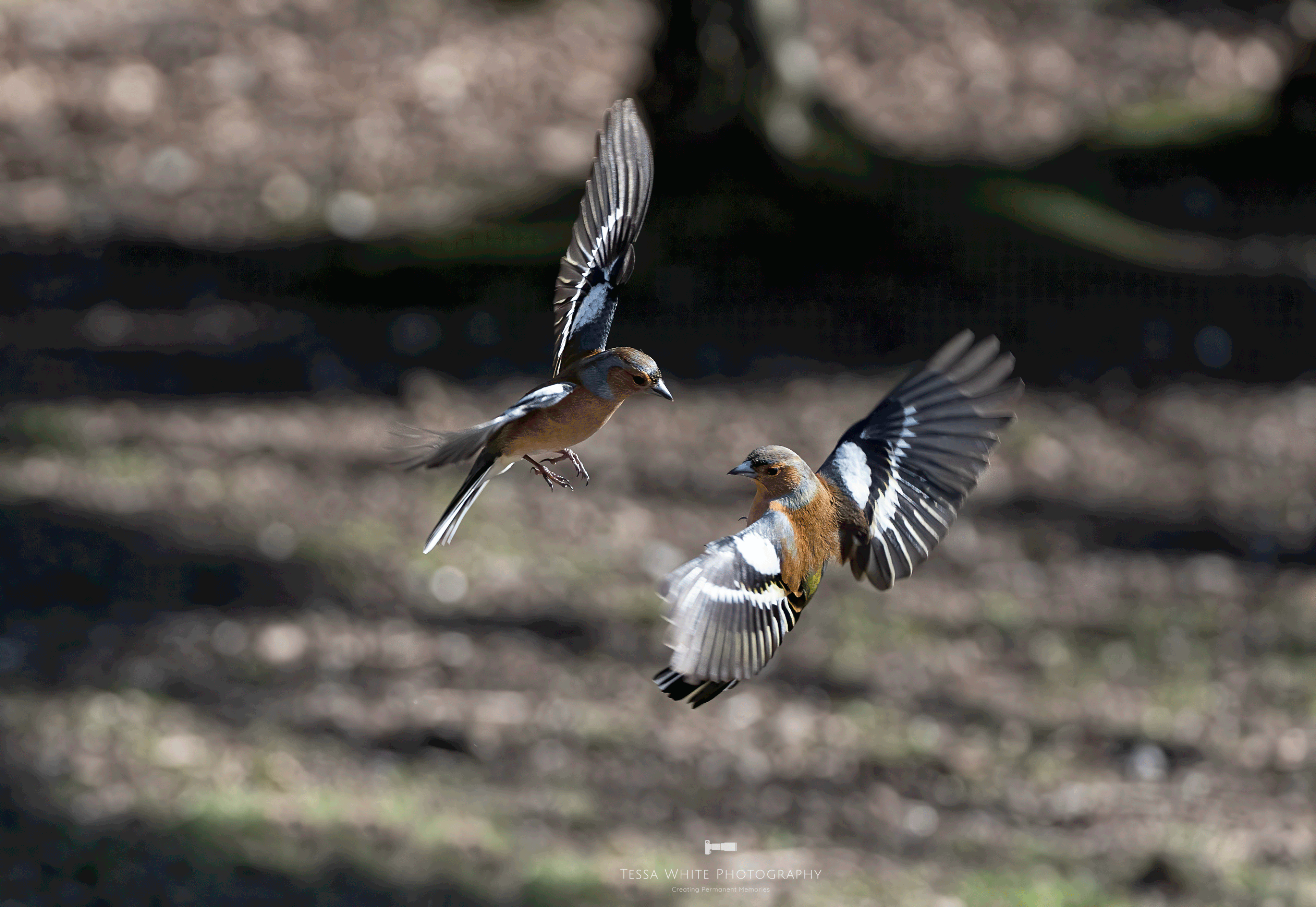 WL083 Battling Chaffinches