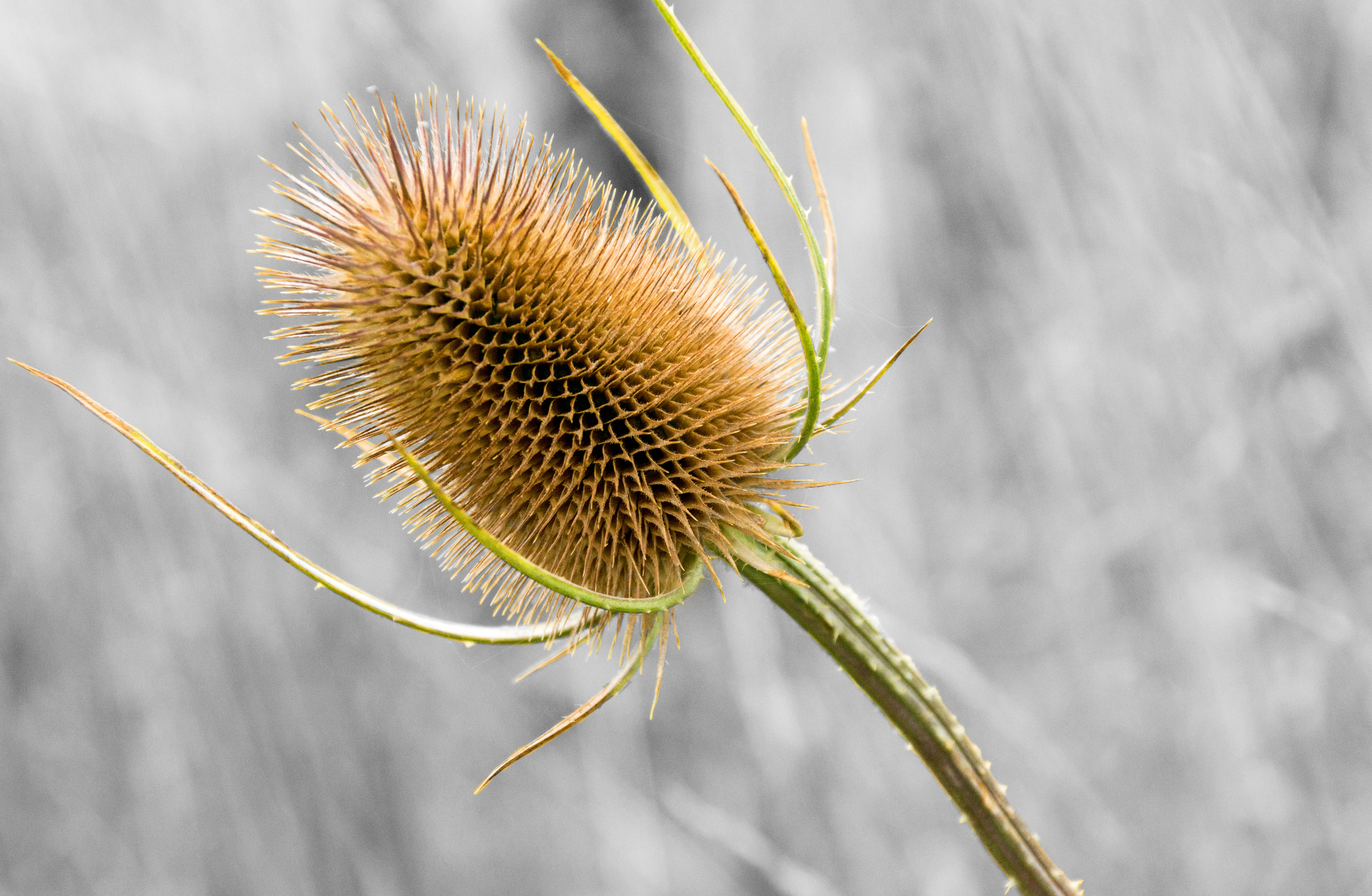 F017    Teasel