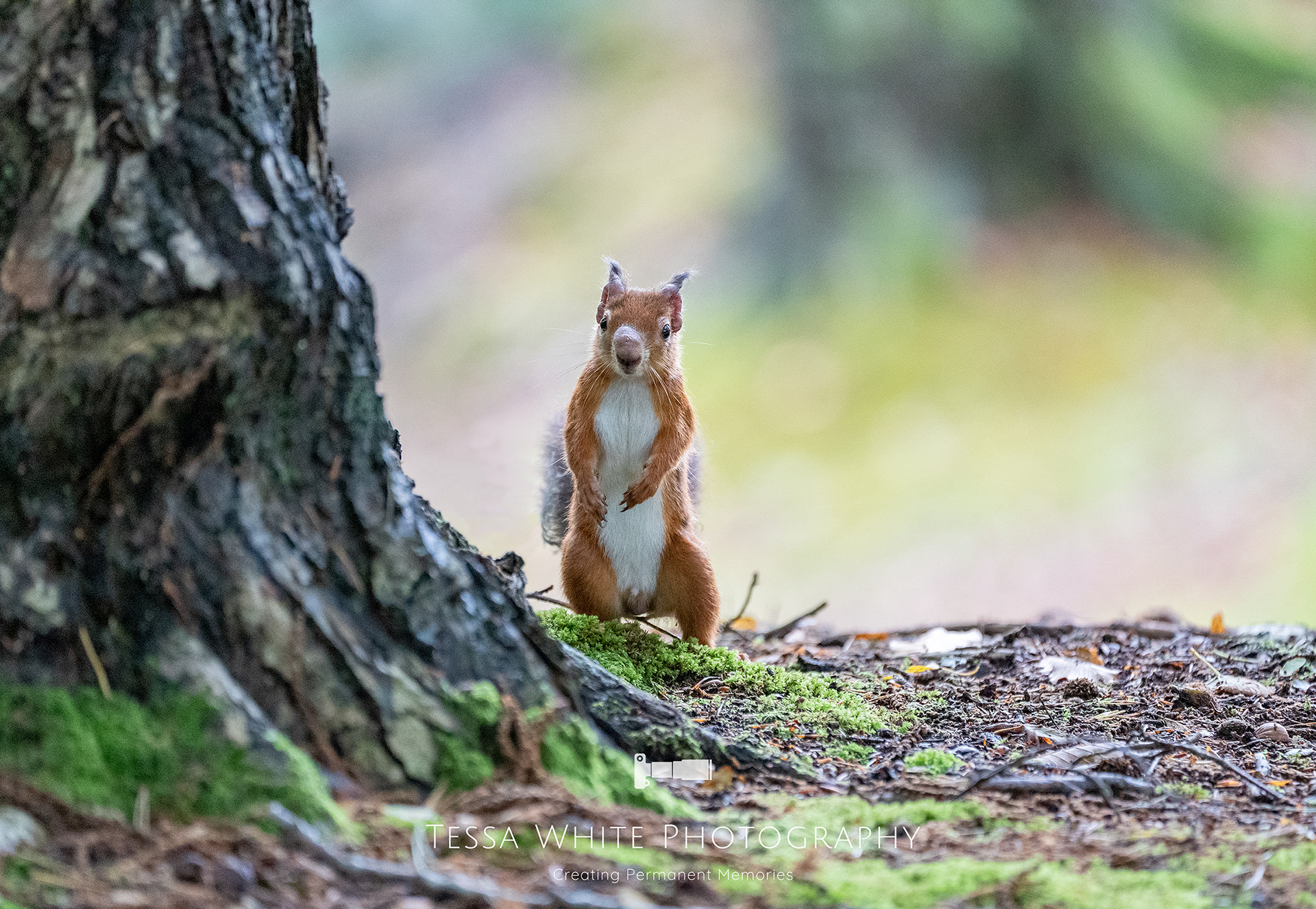 WL025   Red Squirrel, Brownsea Island, Dorset