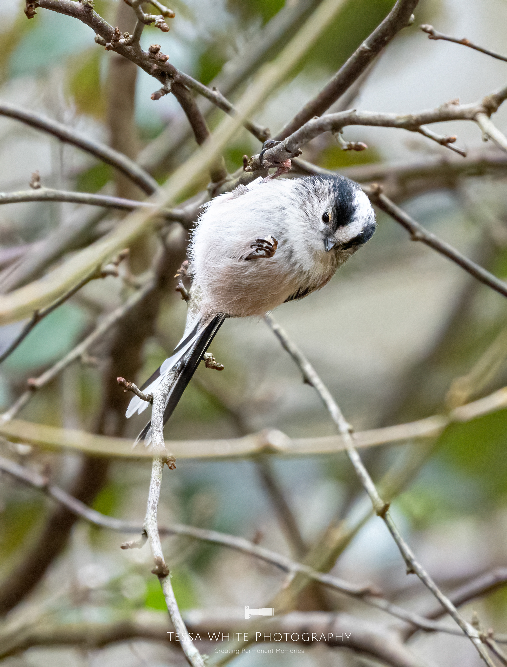 Long Tailed Tit