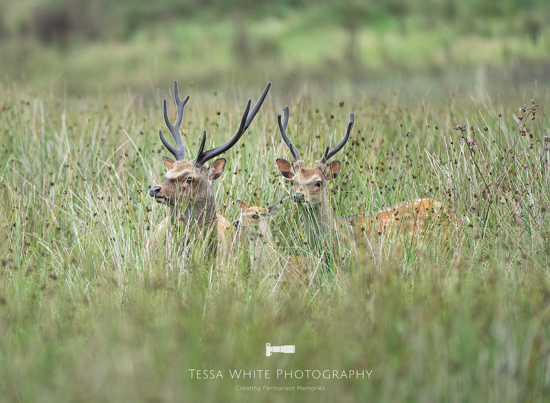 WL015  Sika Deer