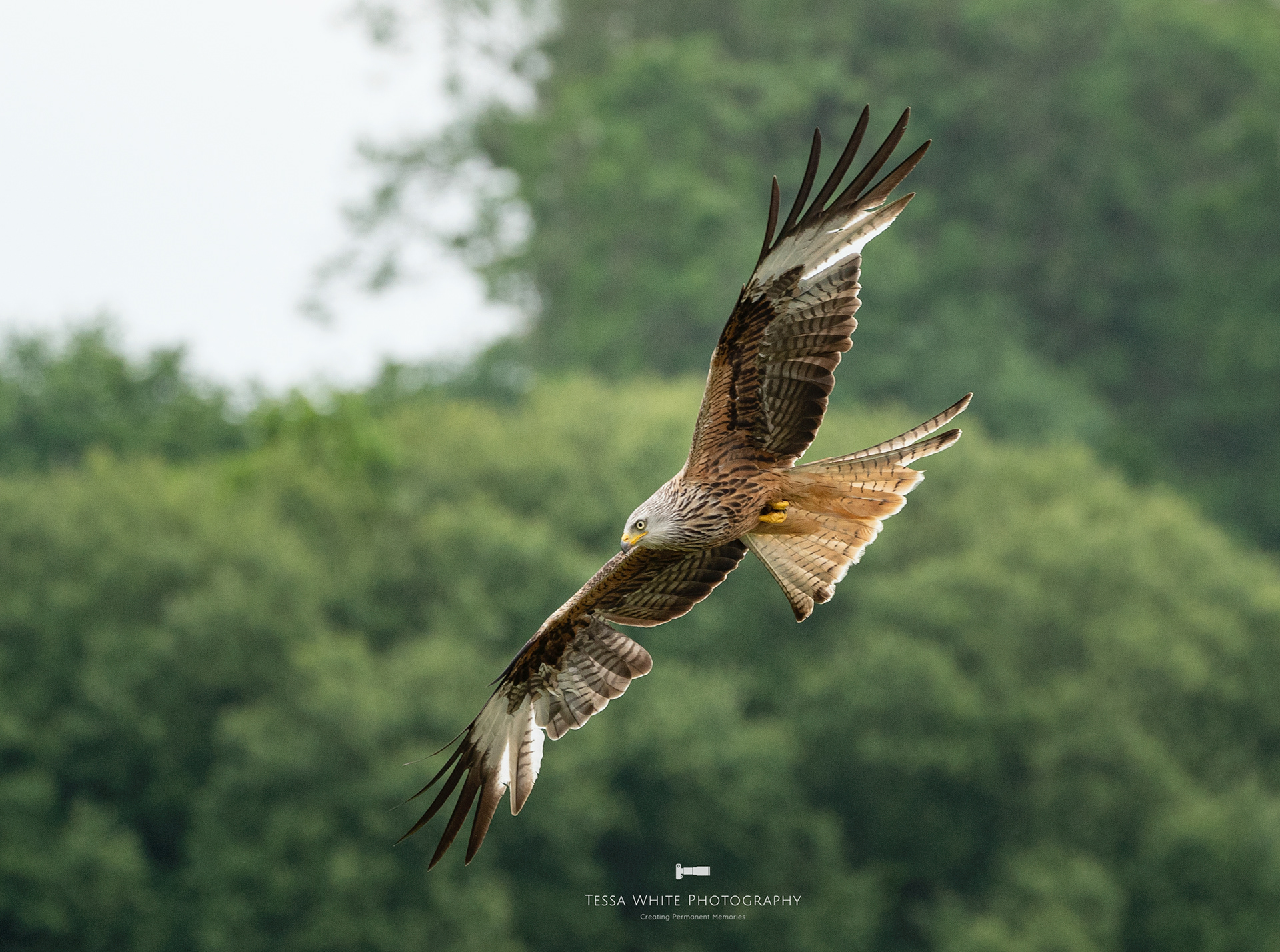 WL099 Red Kite