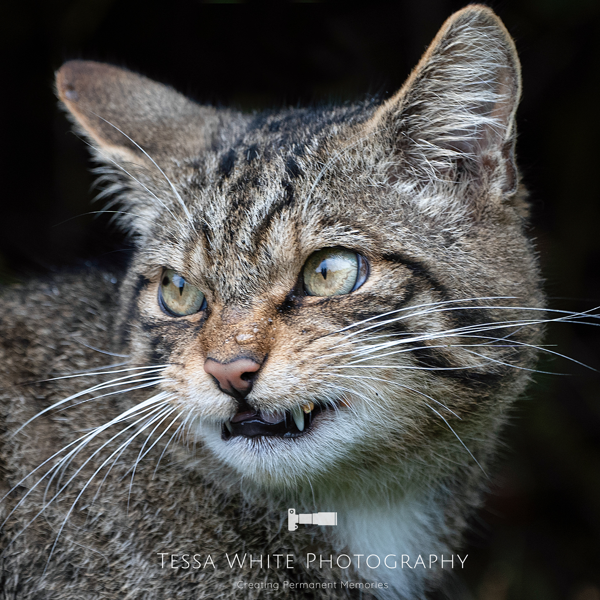 WL055   British Wildcat Kitten