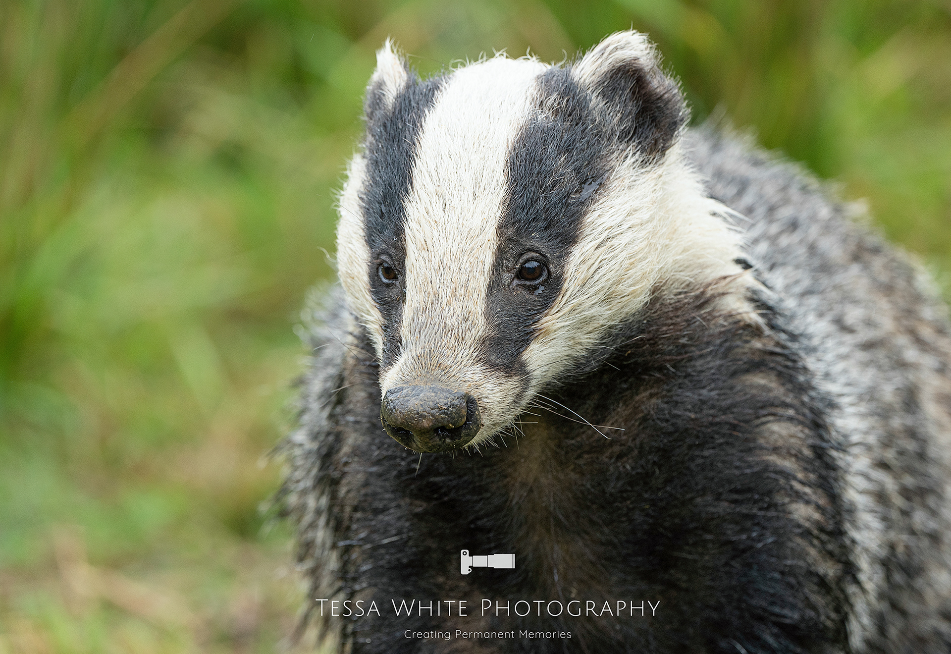 WL012   Badger, Dartmoor