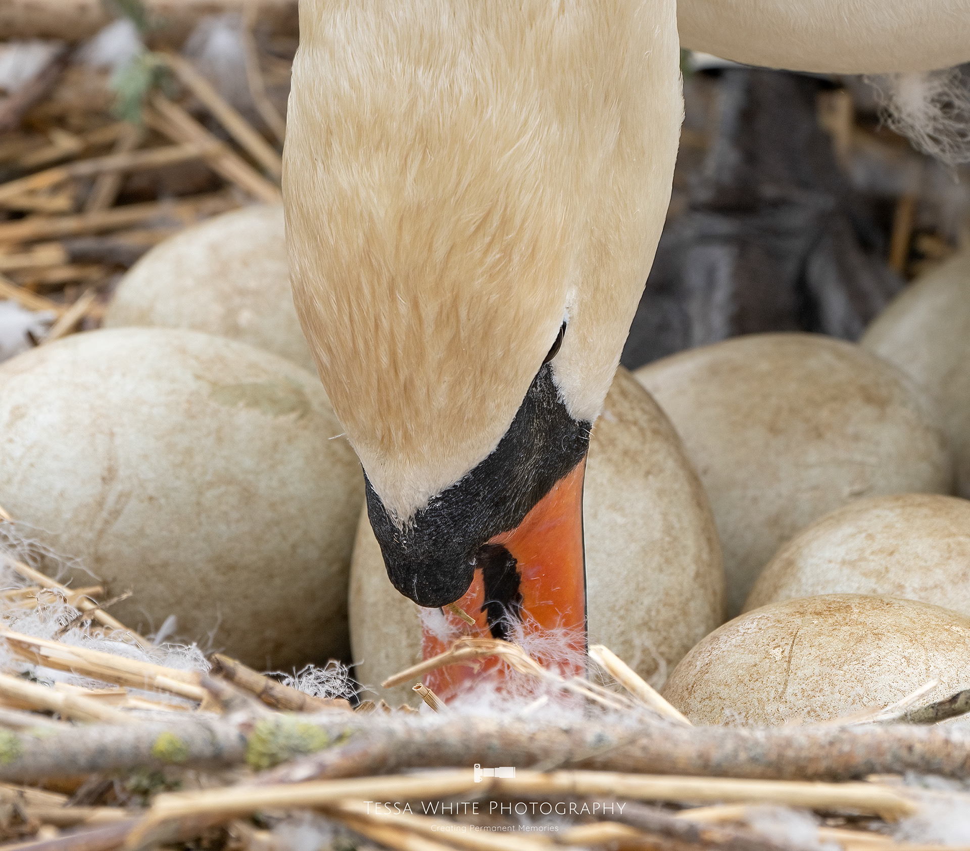 WL109 Mute Swan