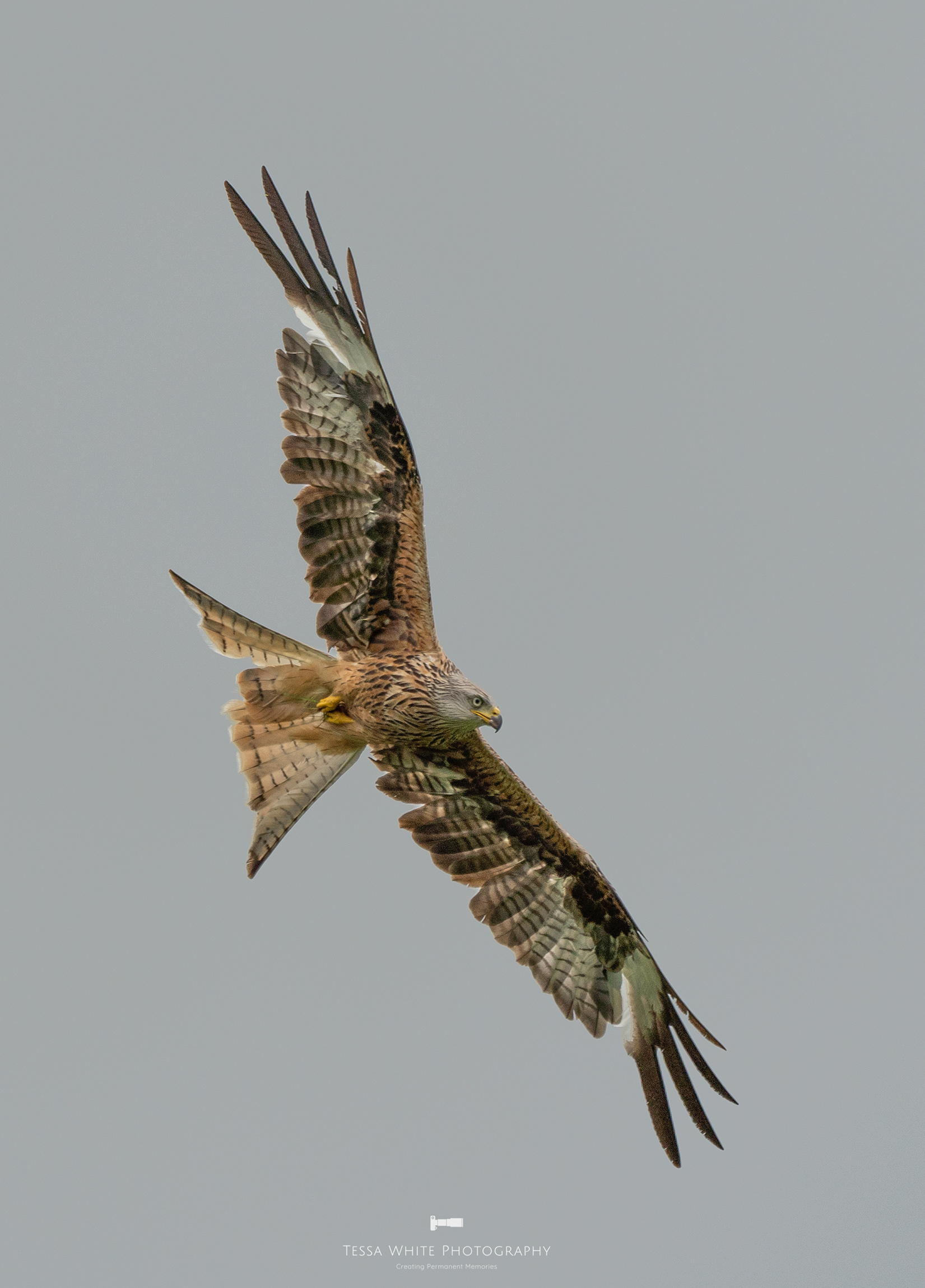WL094 Red Kite