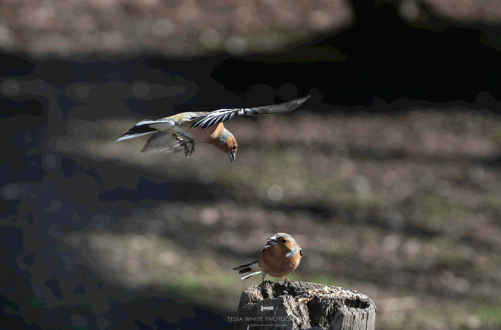 WL085 Chaffinch flyby
