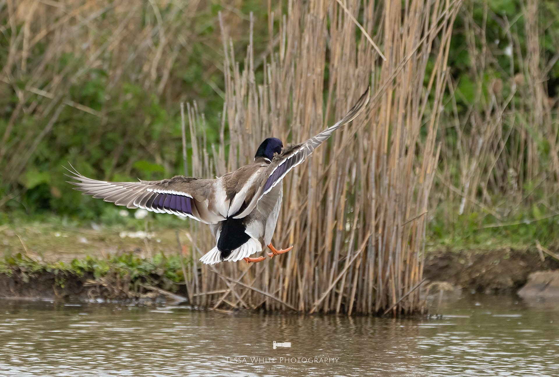 WL107 Male Mallard