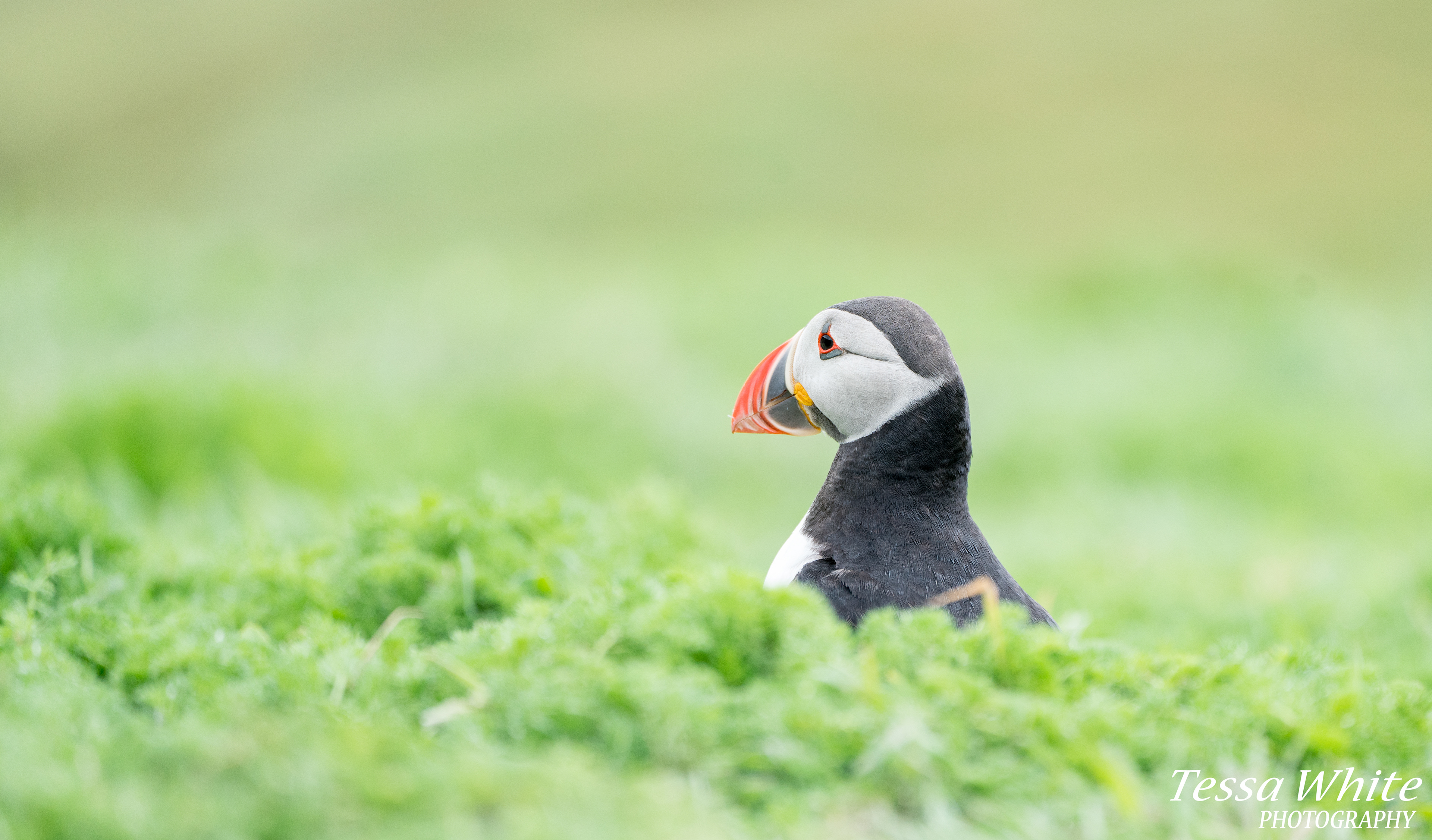 WL064   Skomer Puffins