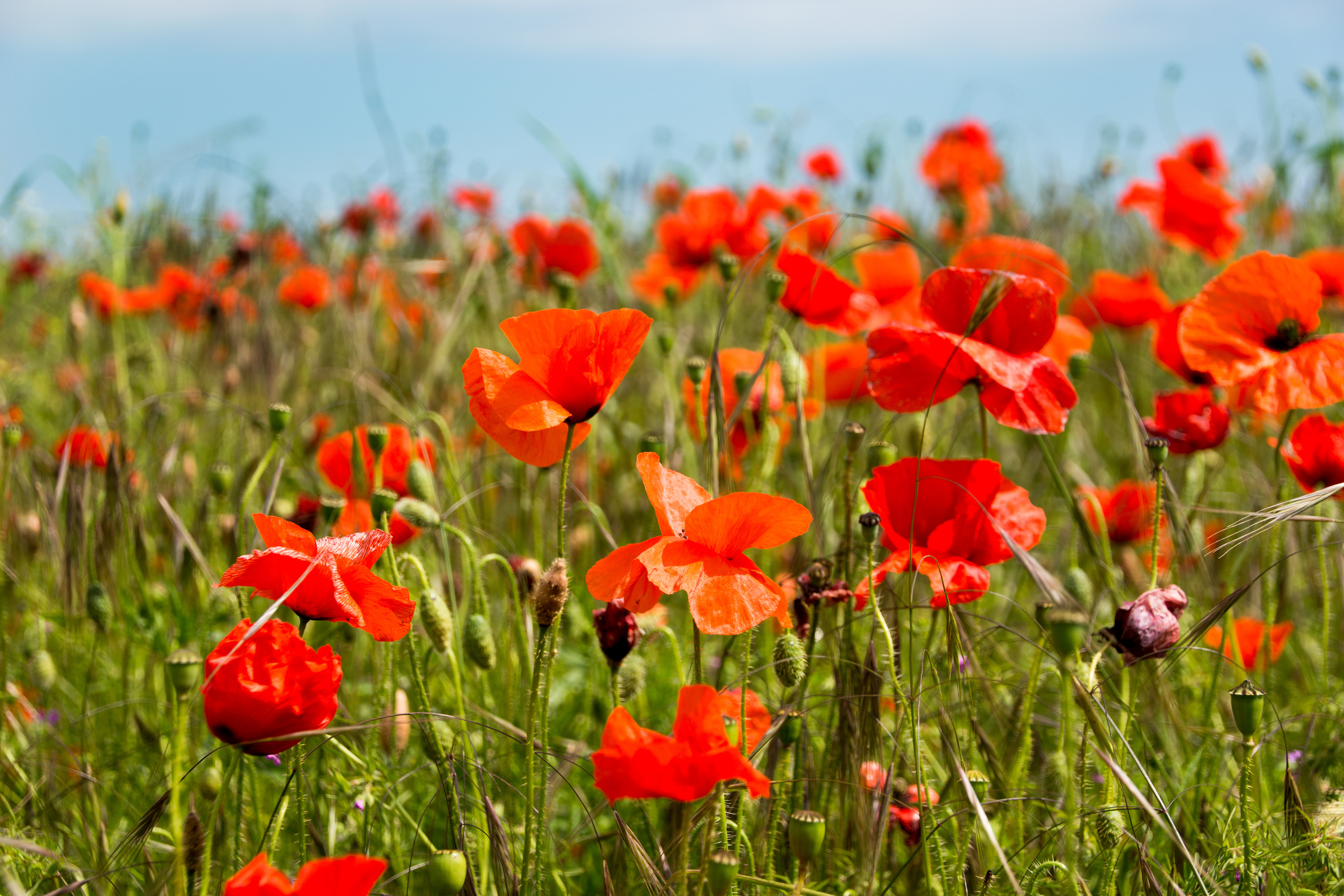 FO18      Poppy Field
