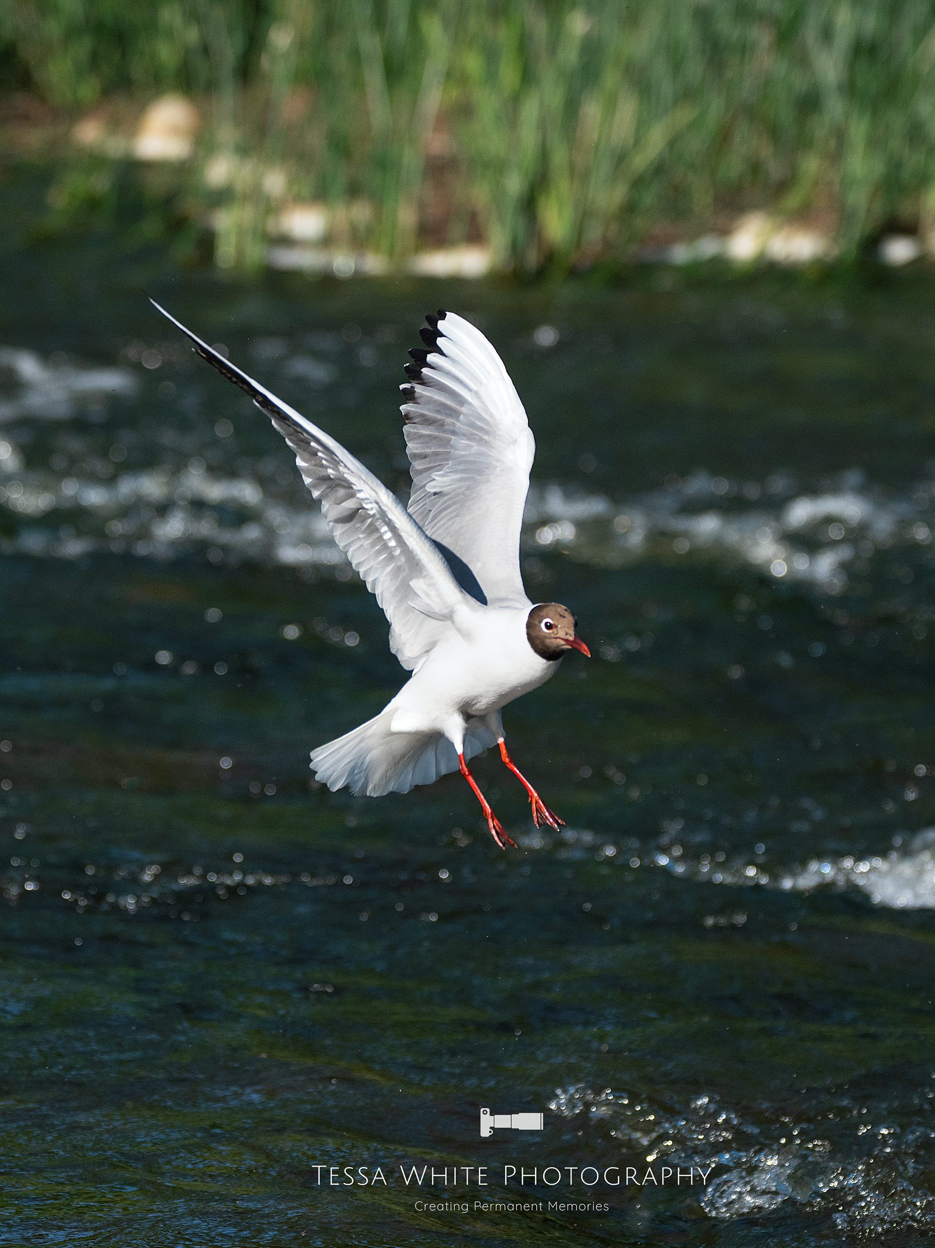 WLO49   Black Headed Gull