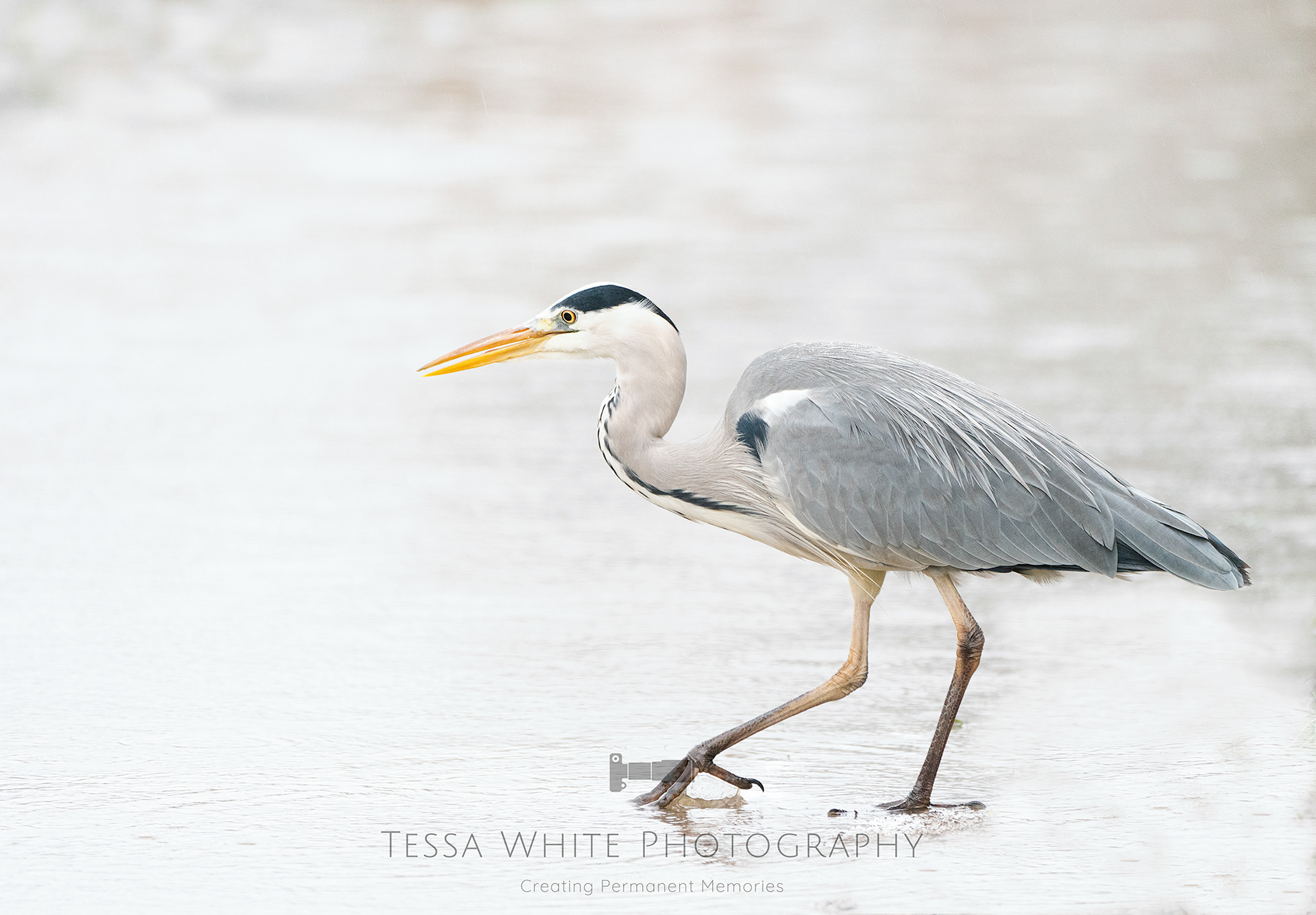 WL036   Grey Heron, River Stour Dorset