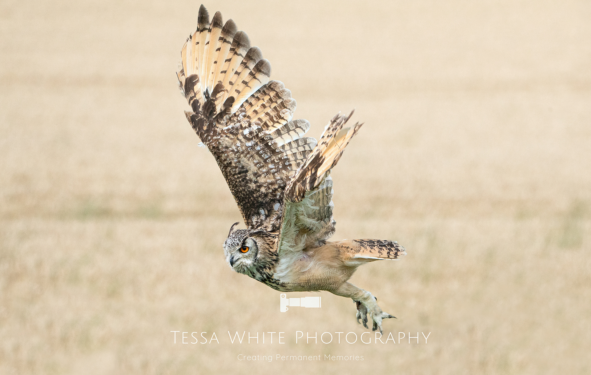 WL043   Short Eared Owl, Mere Falconry