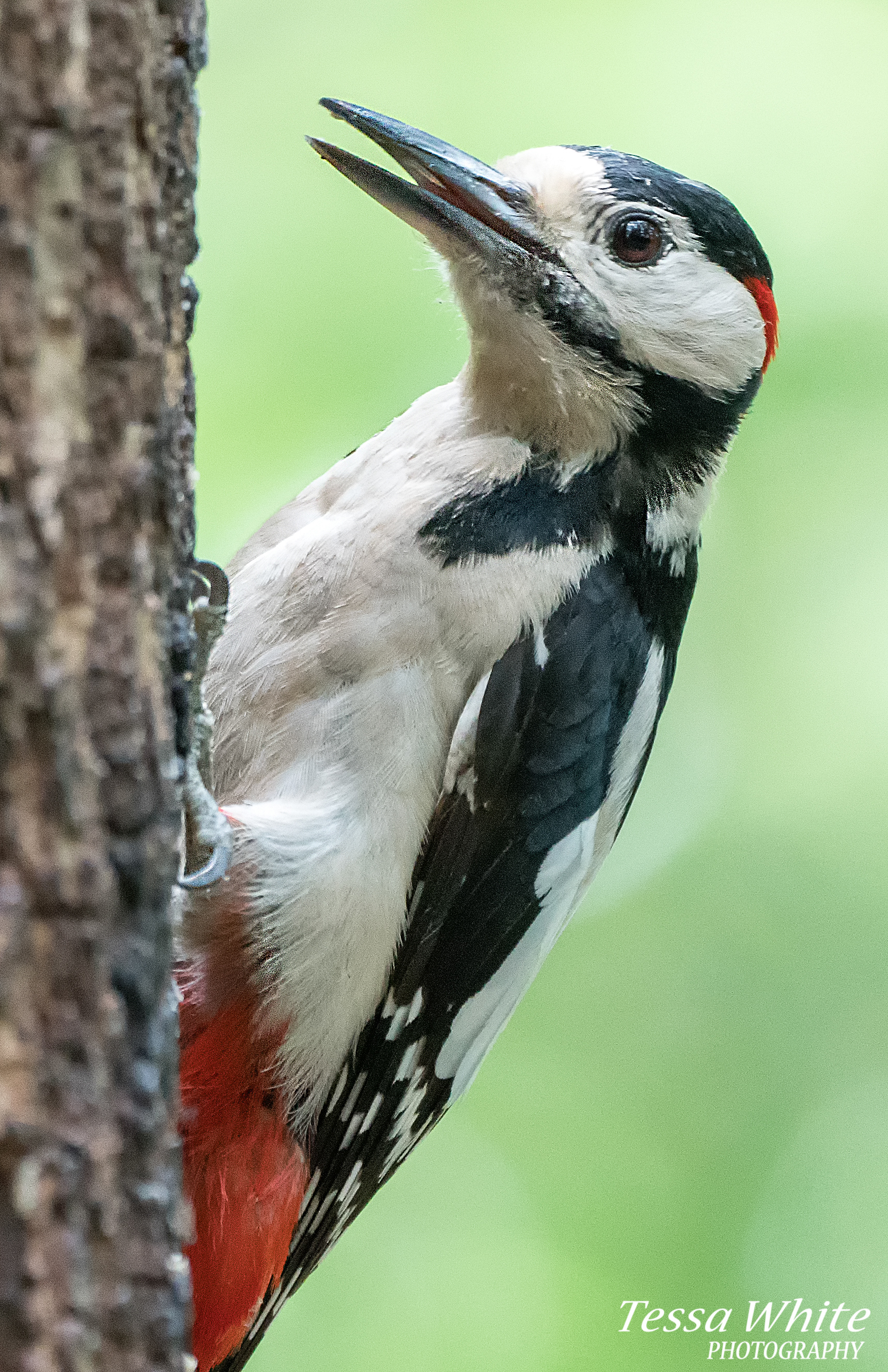 WL010   Great Spotted Woodpecker