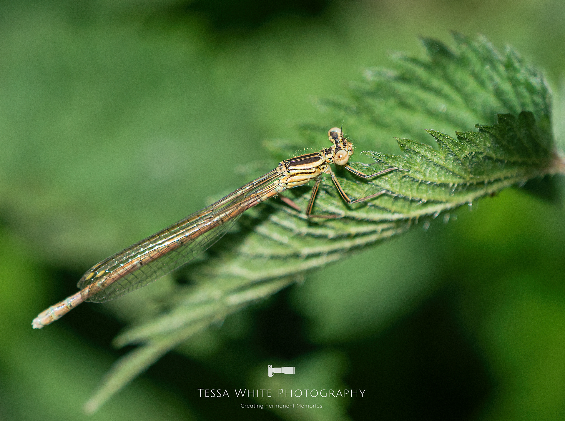 WL022  Damselfly