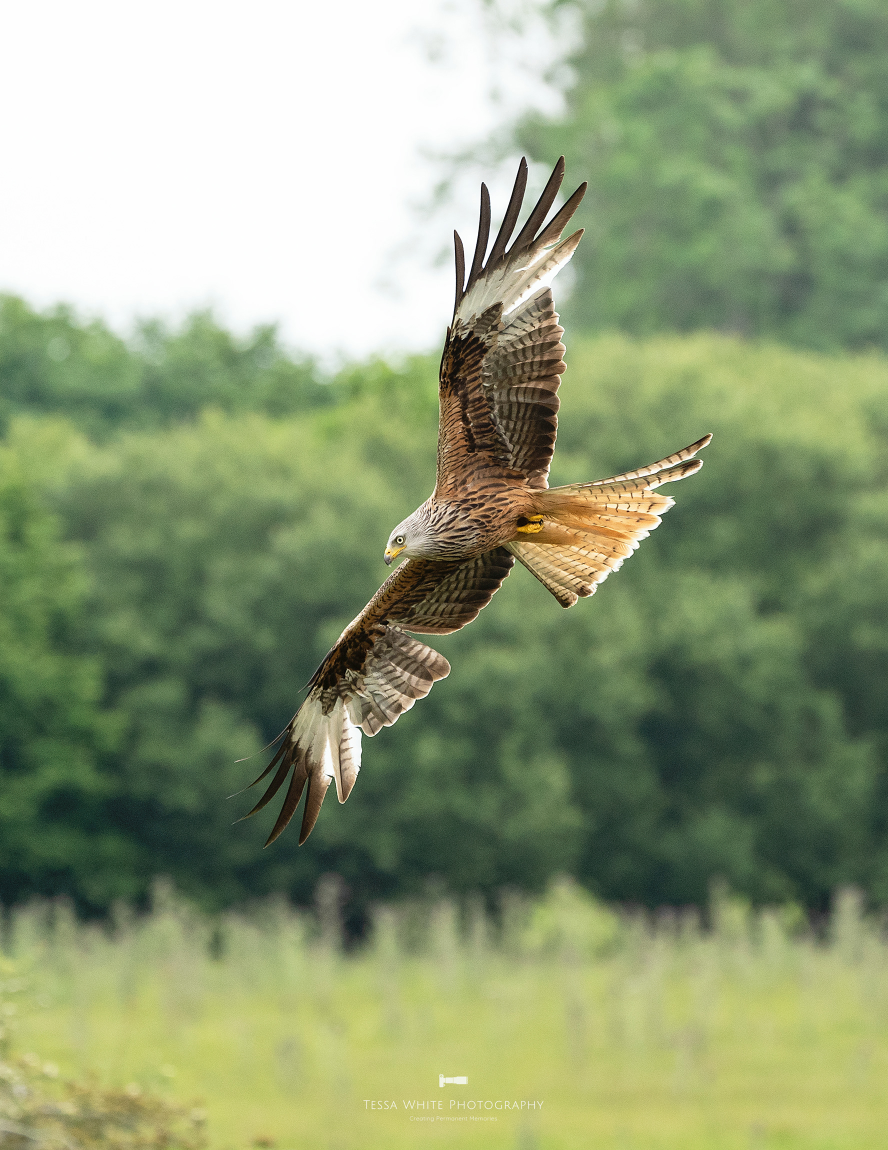 WL100 Red Kite