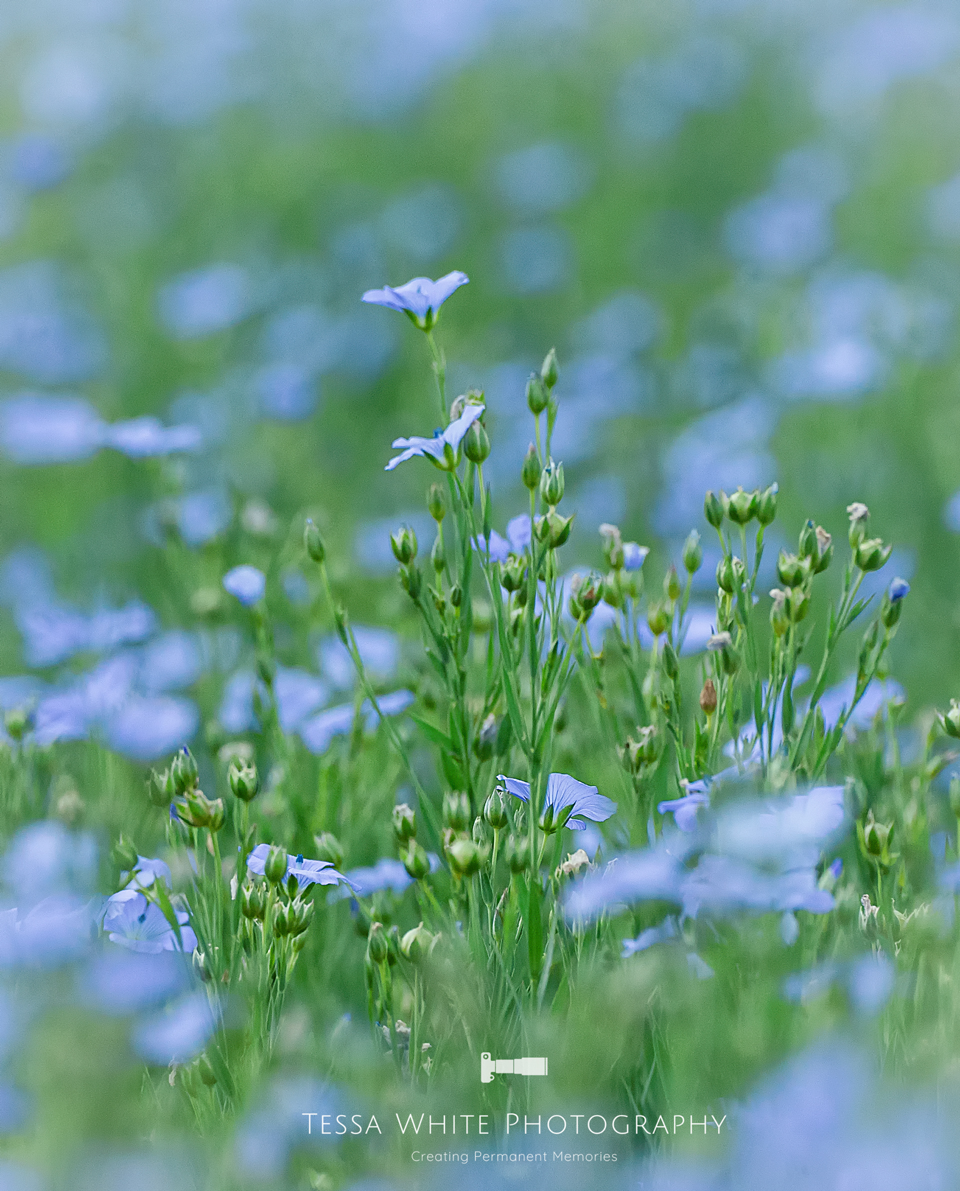 F014   Flax