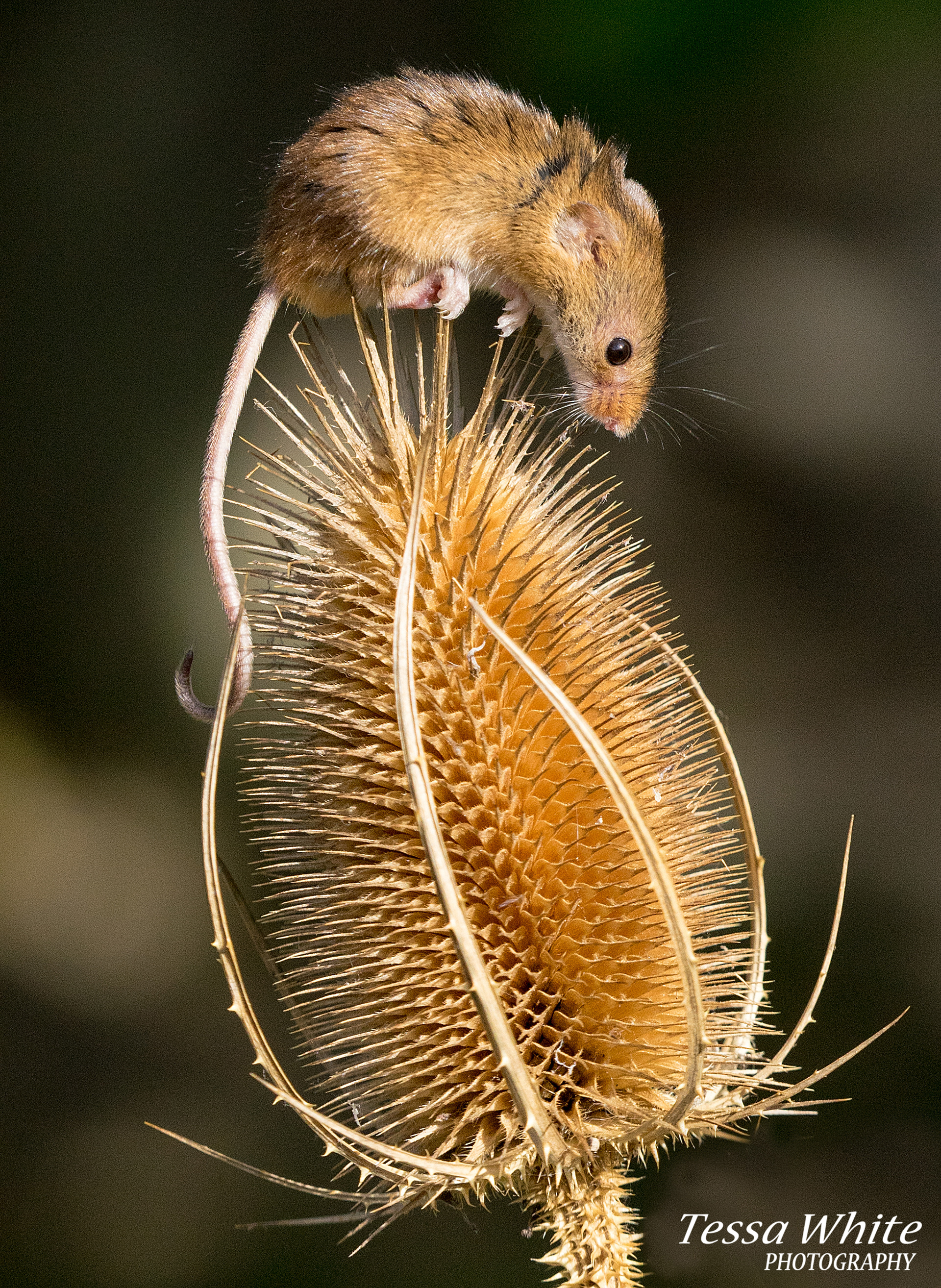 WL005   Harvest Mouse