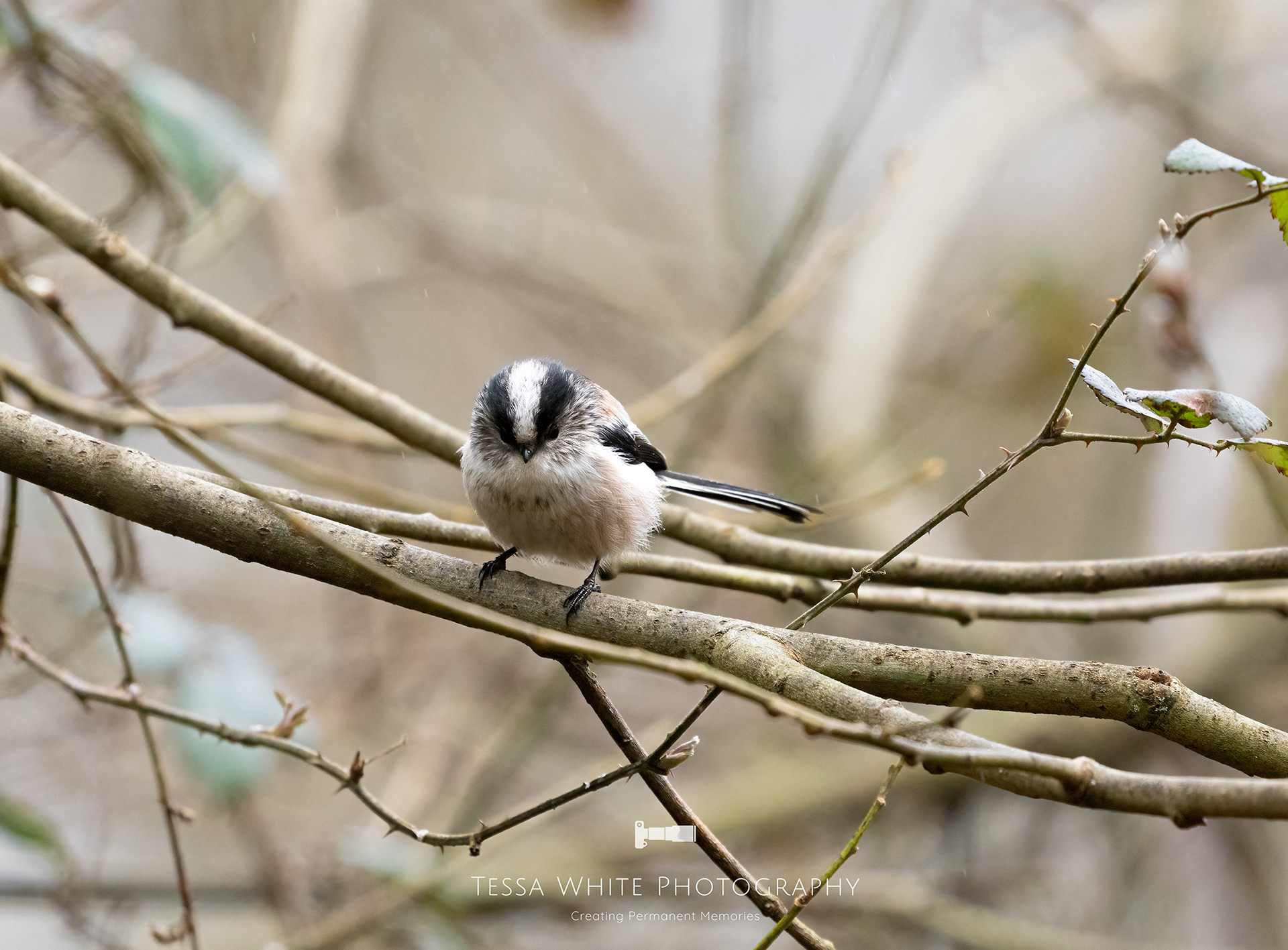 Long Tailed Tit