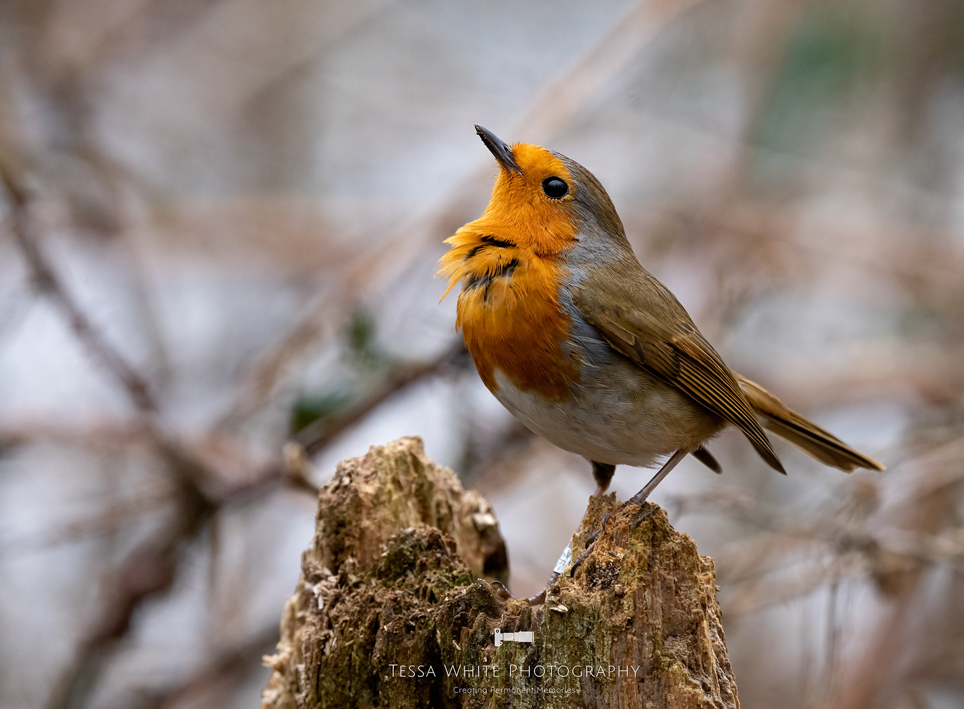 Robin