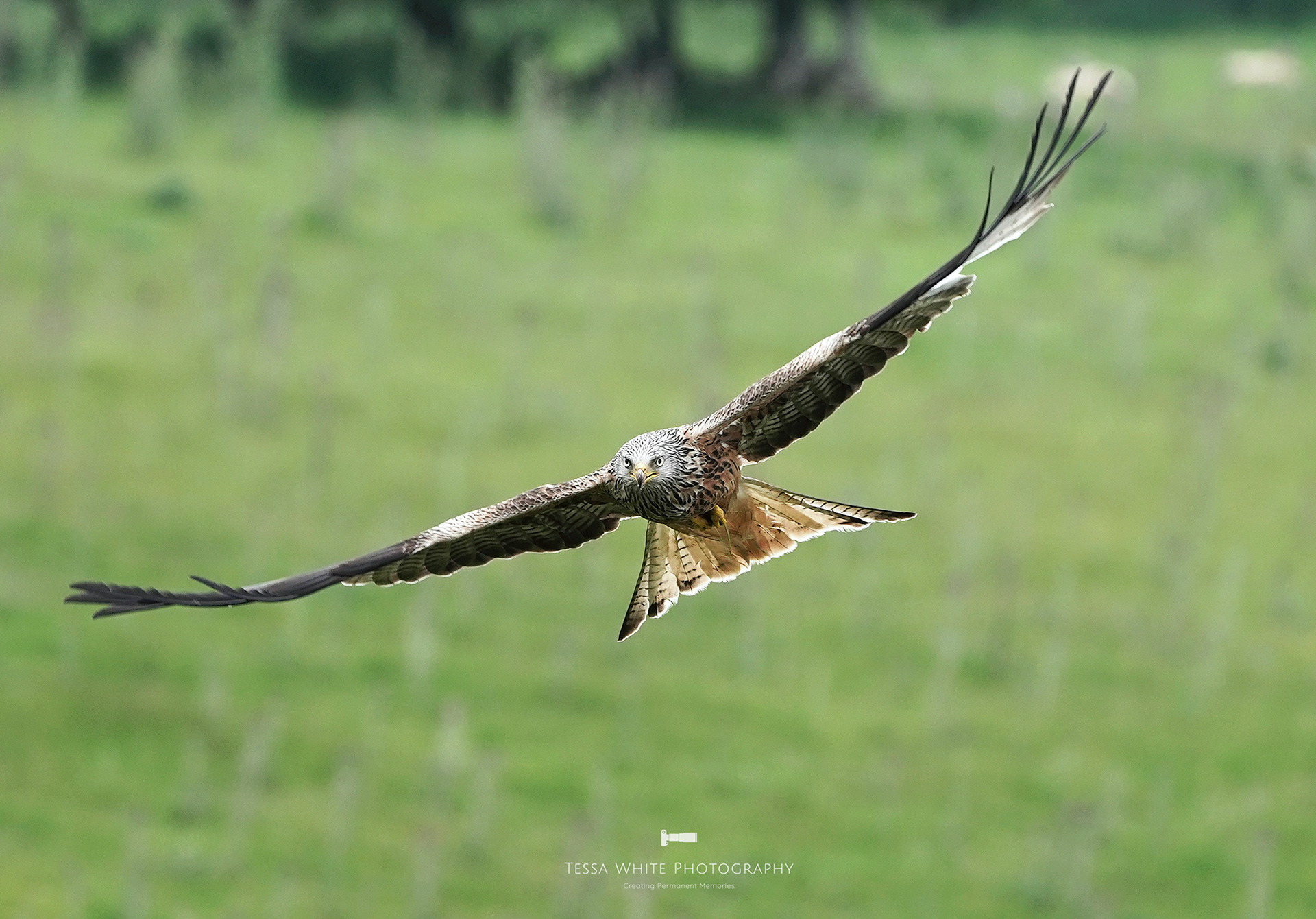 WL102 Red Kite