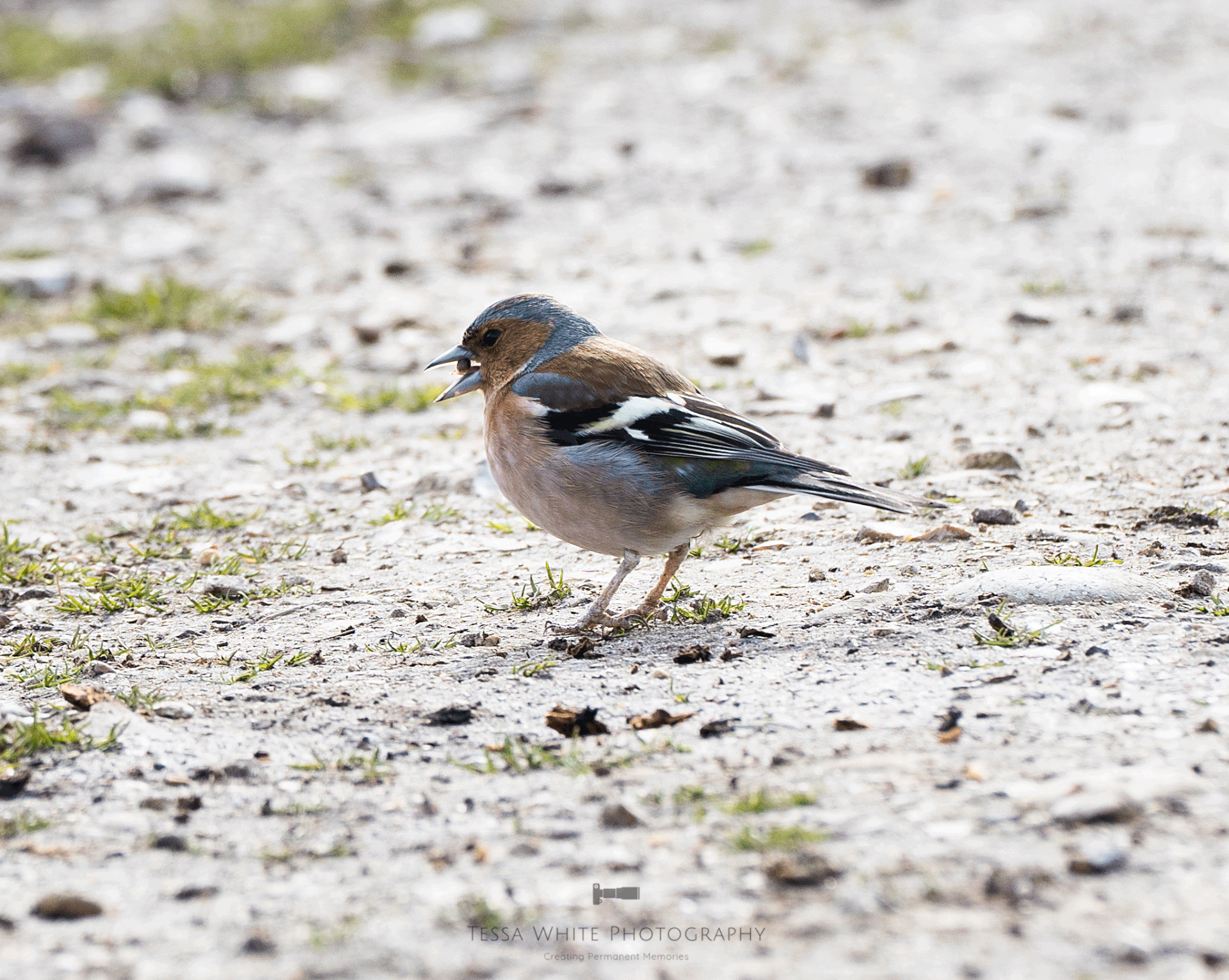 WL073 Chaffinch