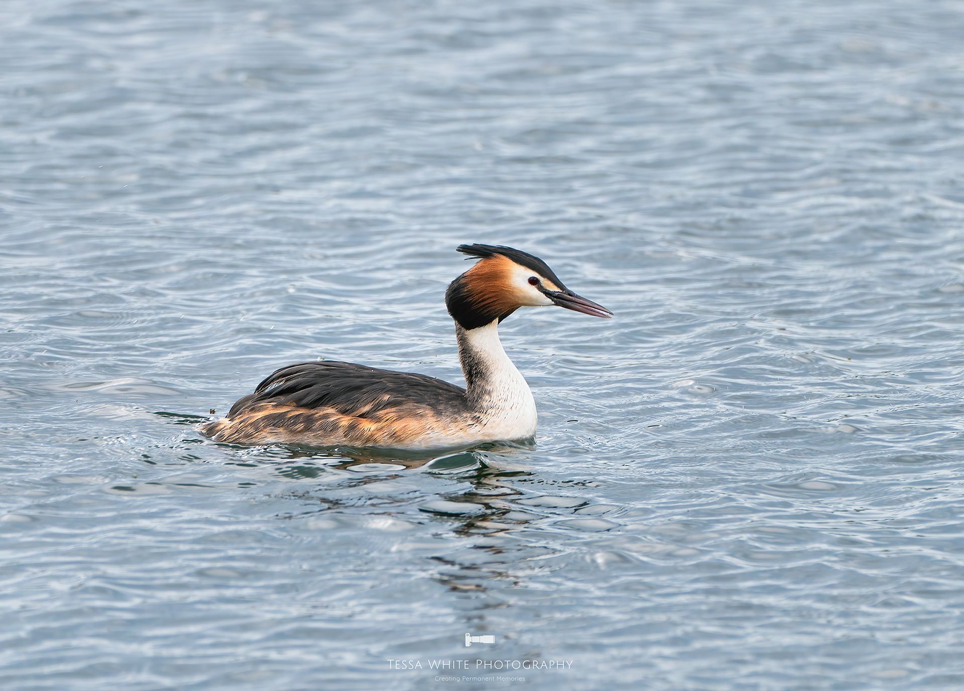 Great Crested Grebe