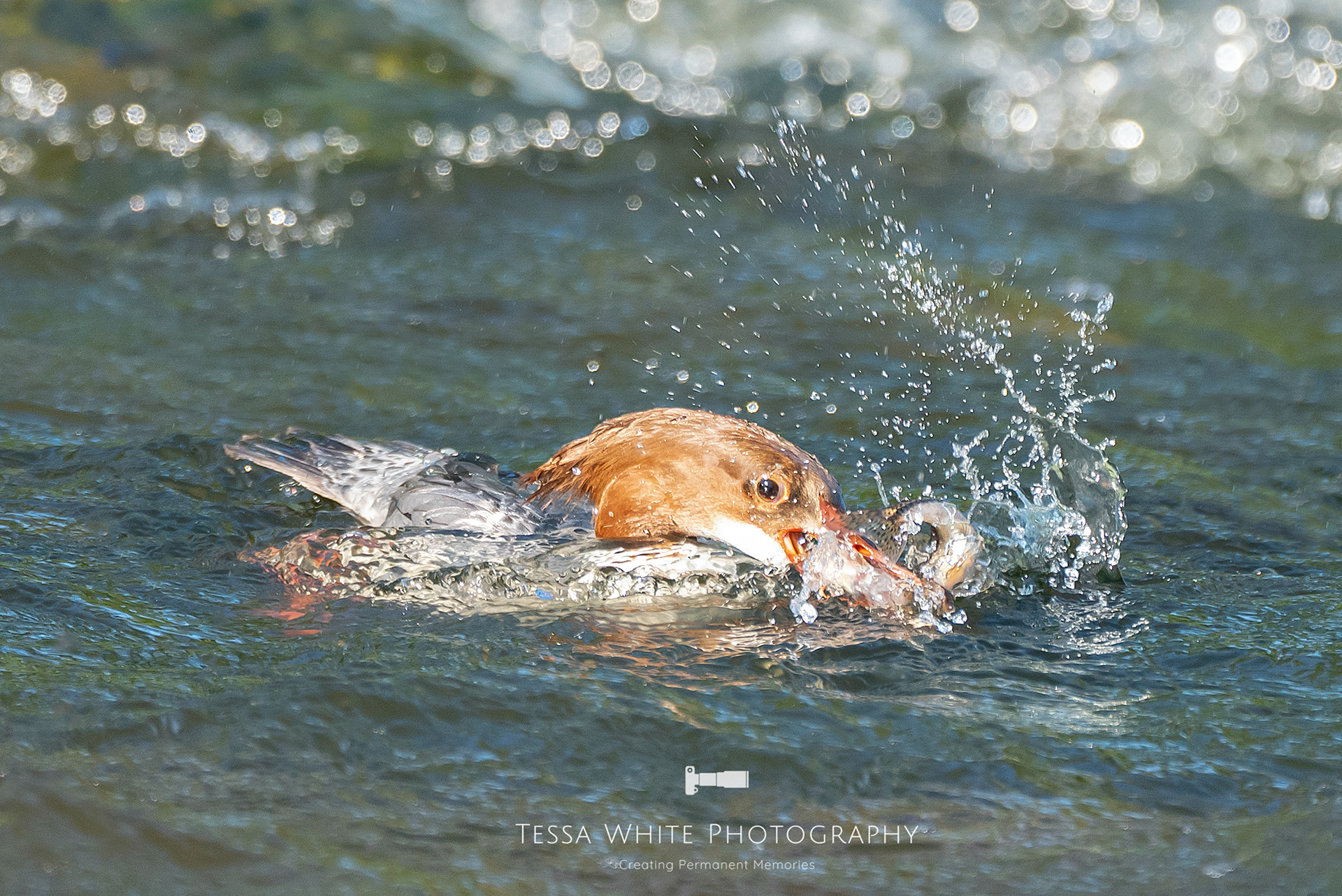 WL052   Goosander Duck, River Stour, Dorset
