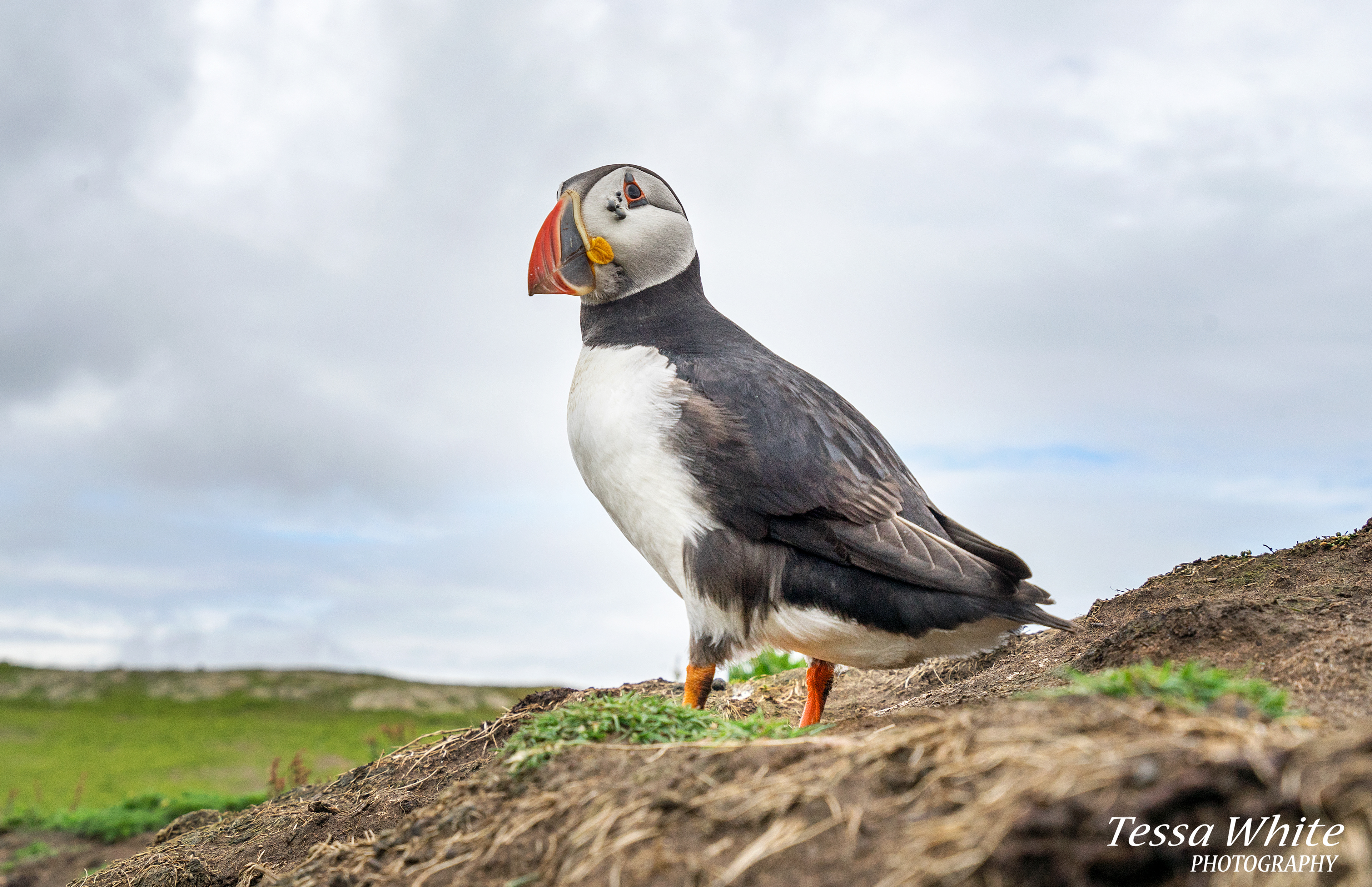 WL057    Skomer Puffins