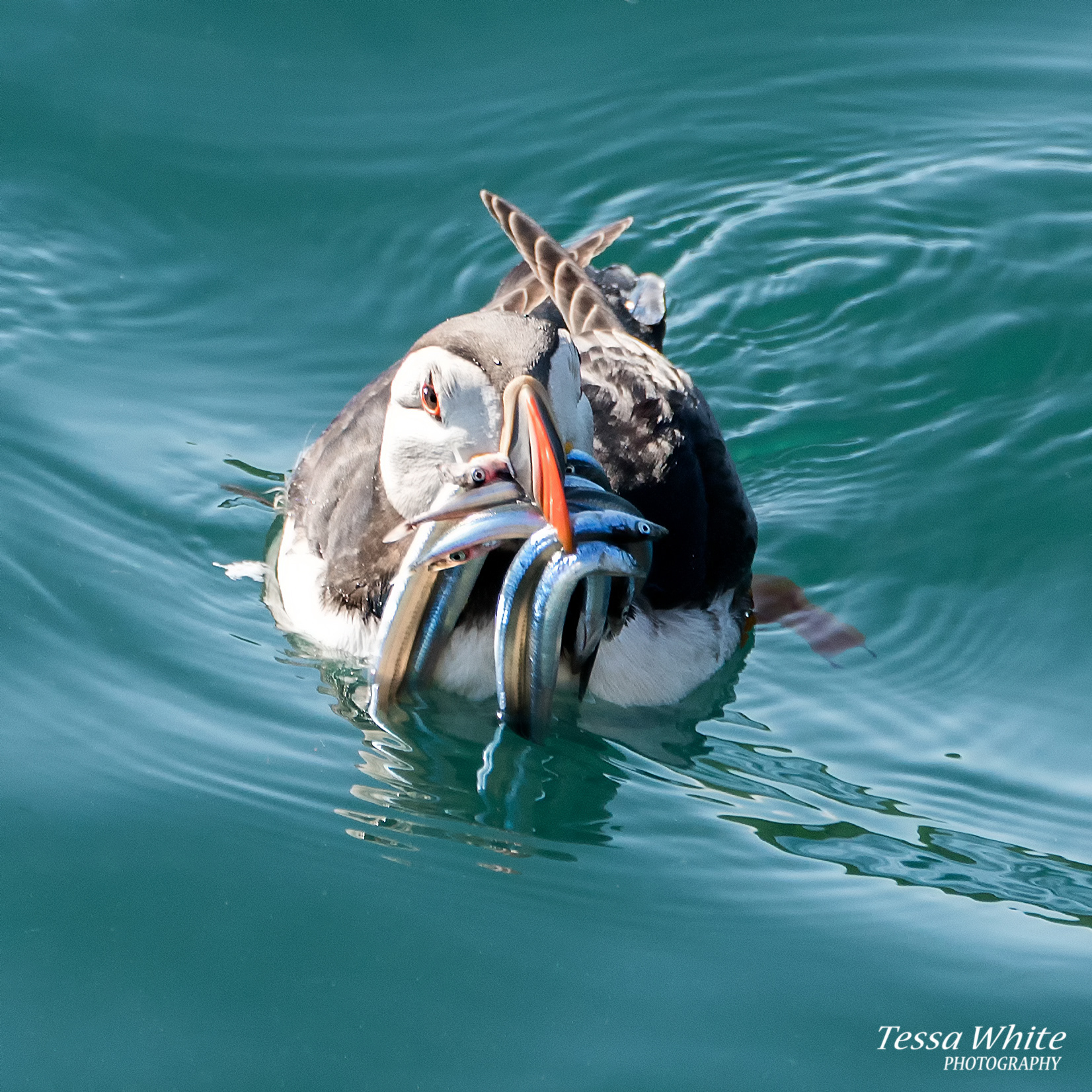 WL069   Skomer Puffins