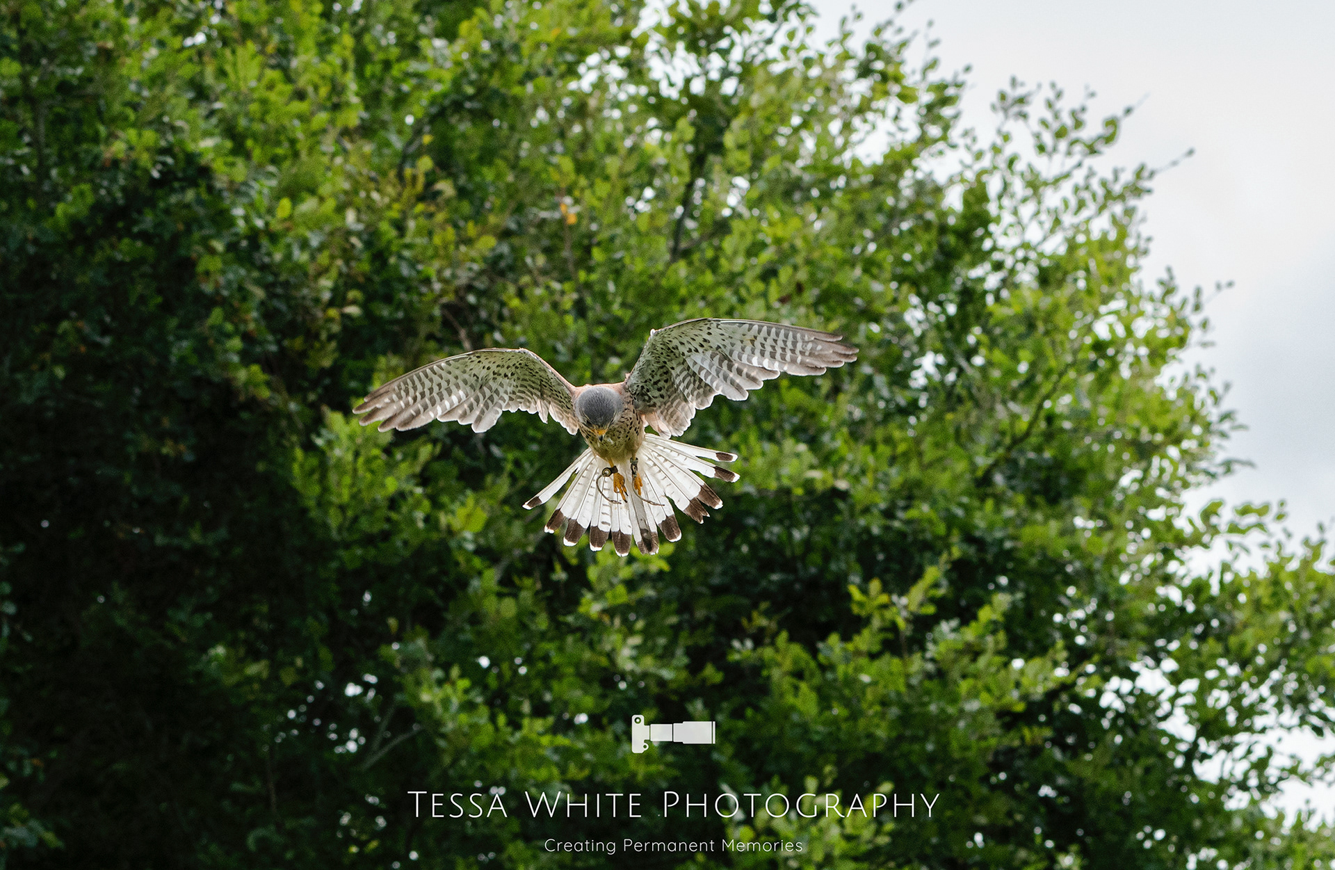 WL045    Kestrel, Mere Falconry