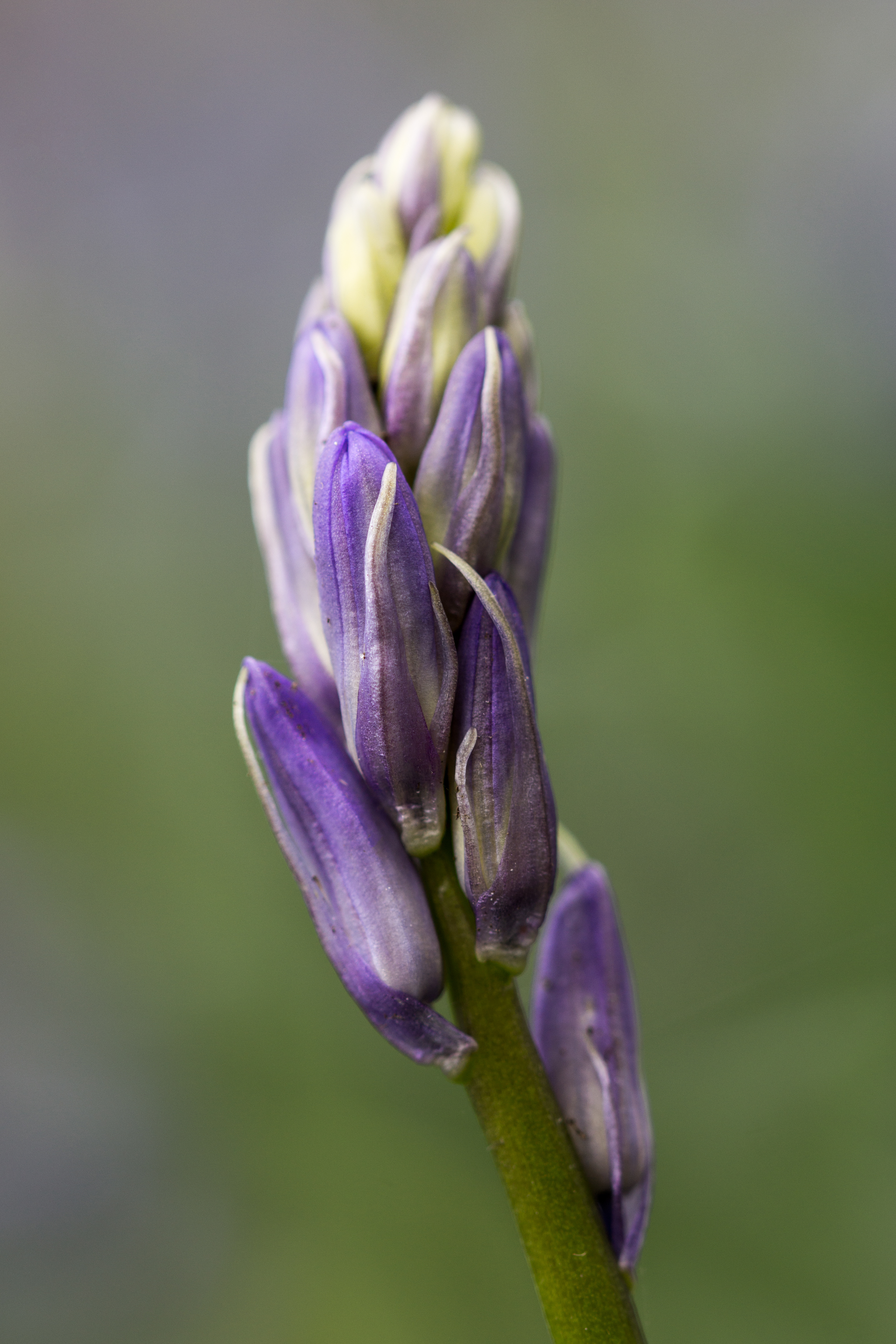 F016   Bluebell