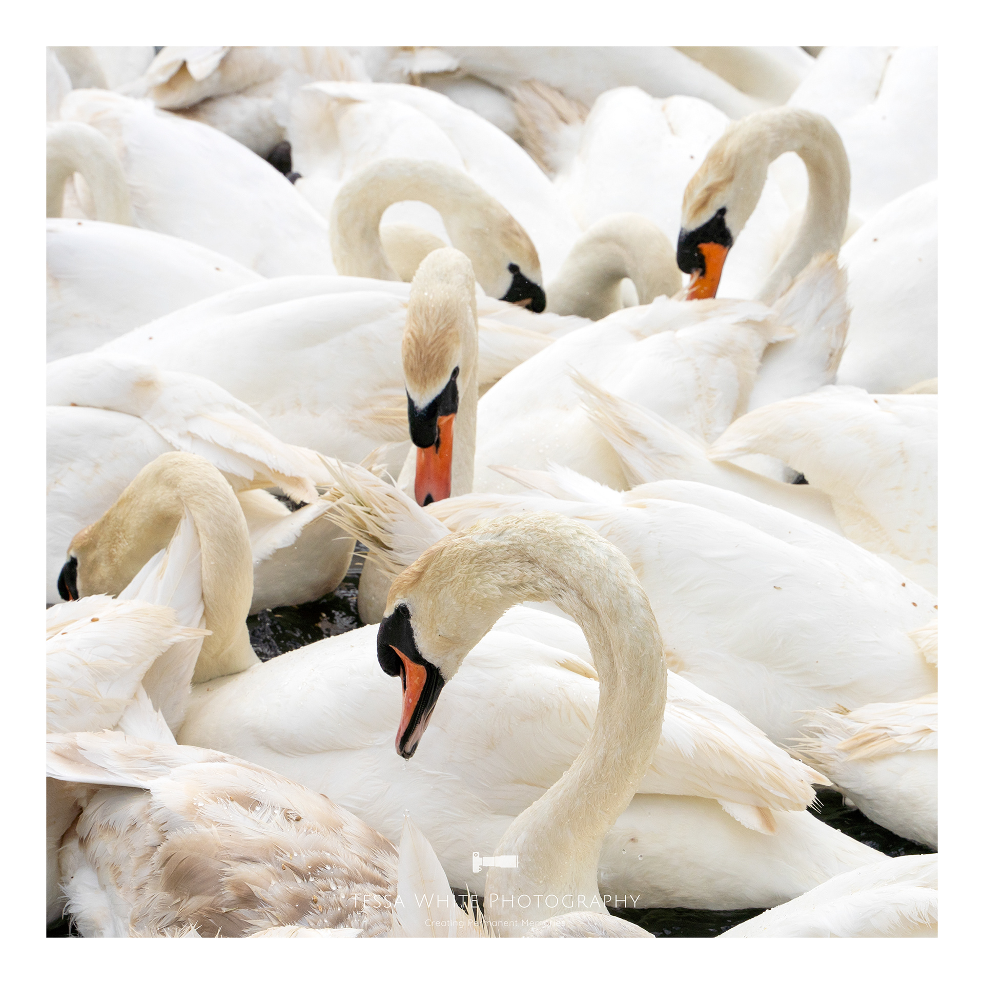 WL106 Mute Swan