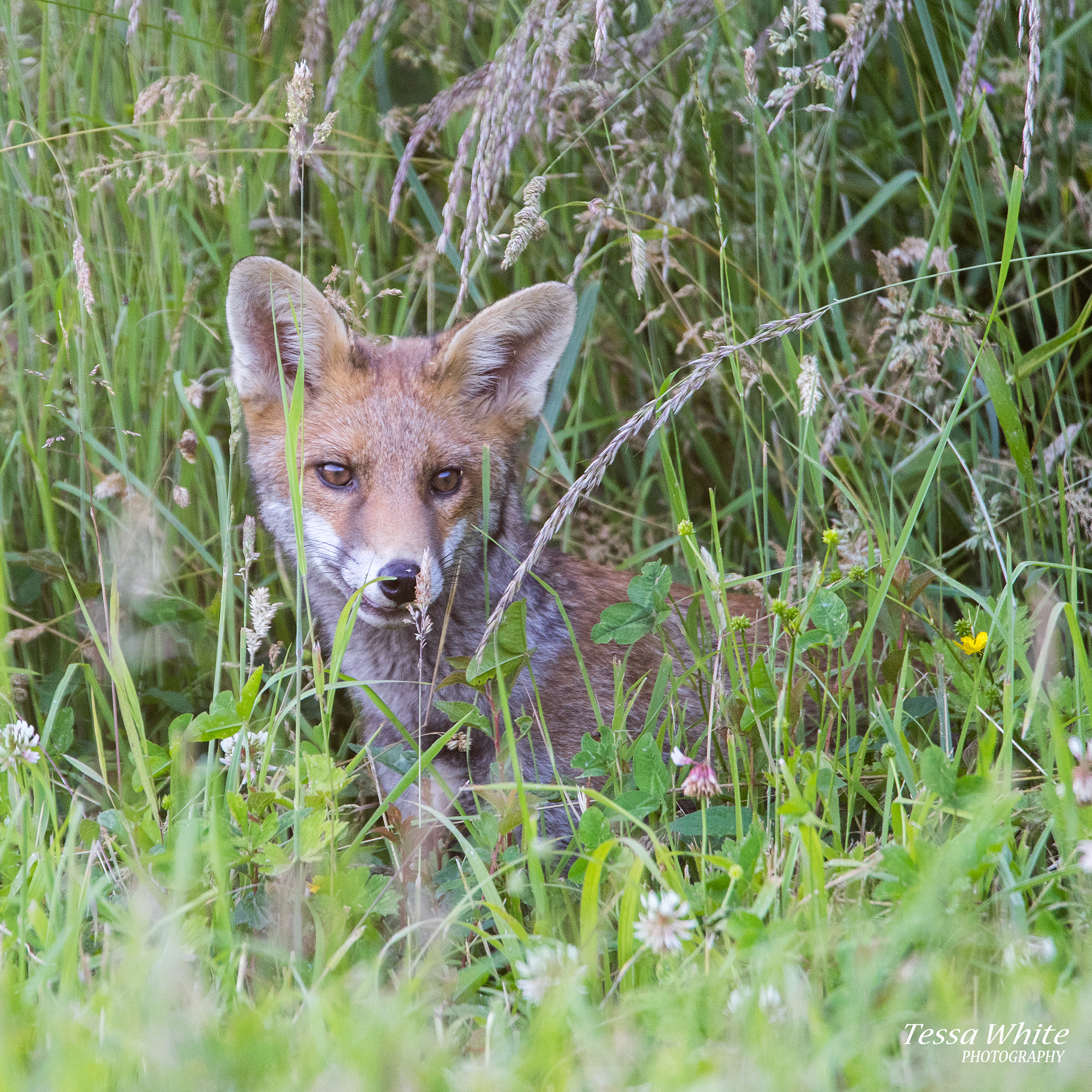 WL007   Red Fox