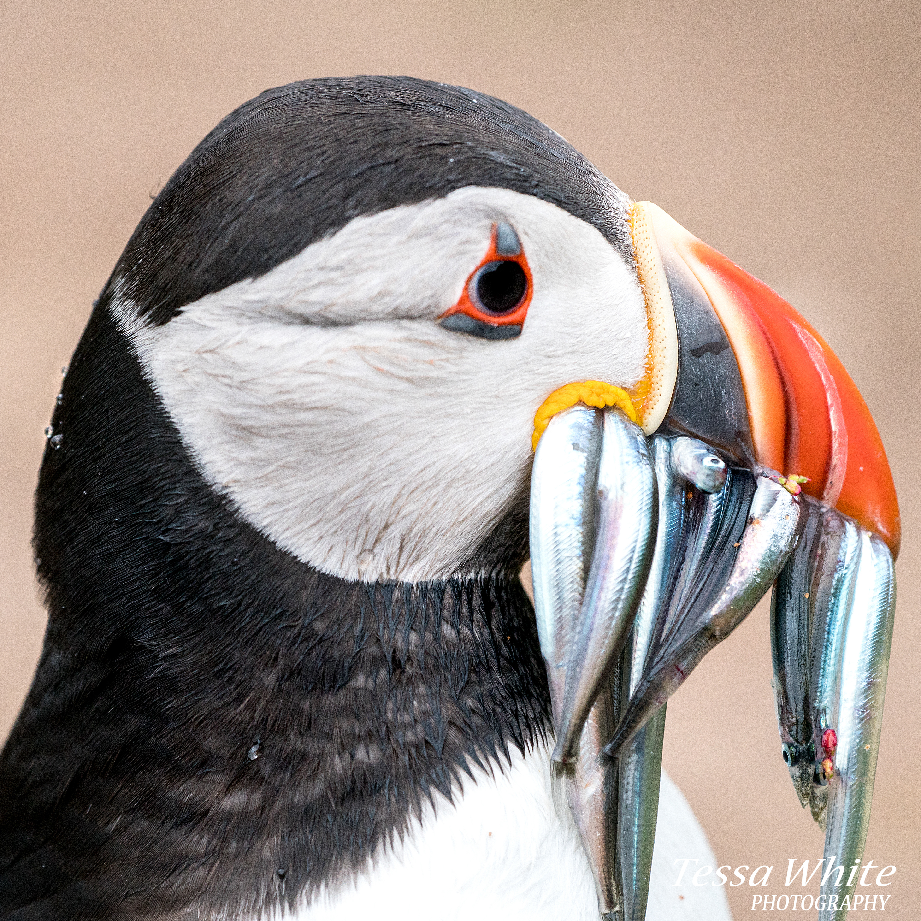 WL063    Skomer Puffins